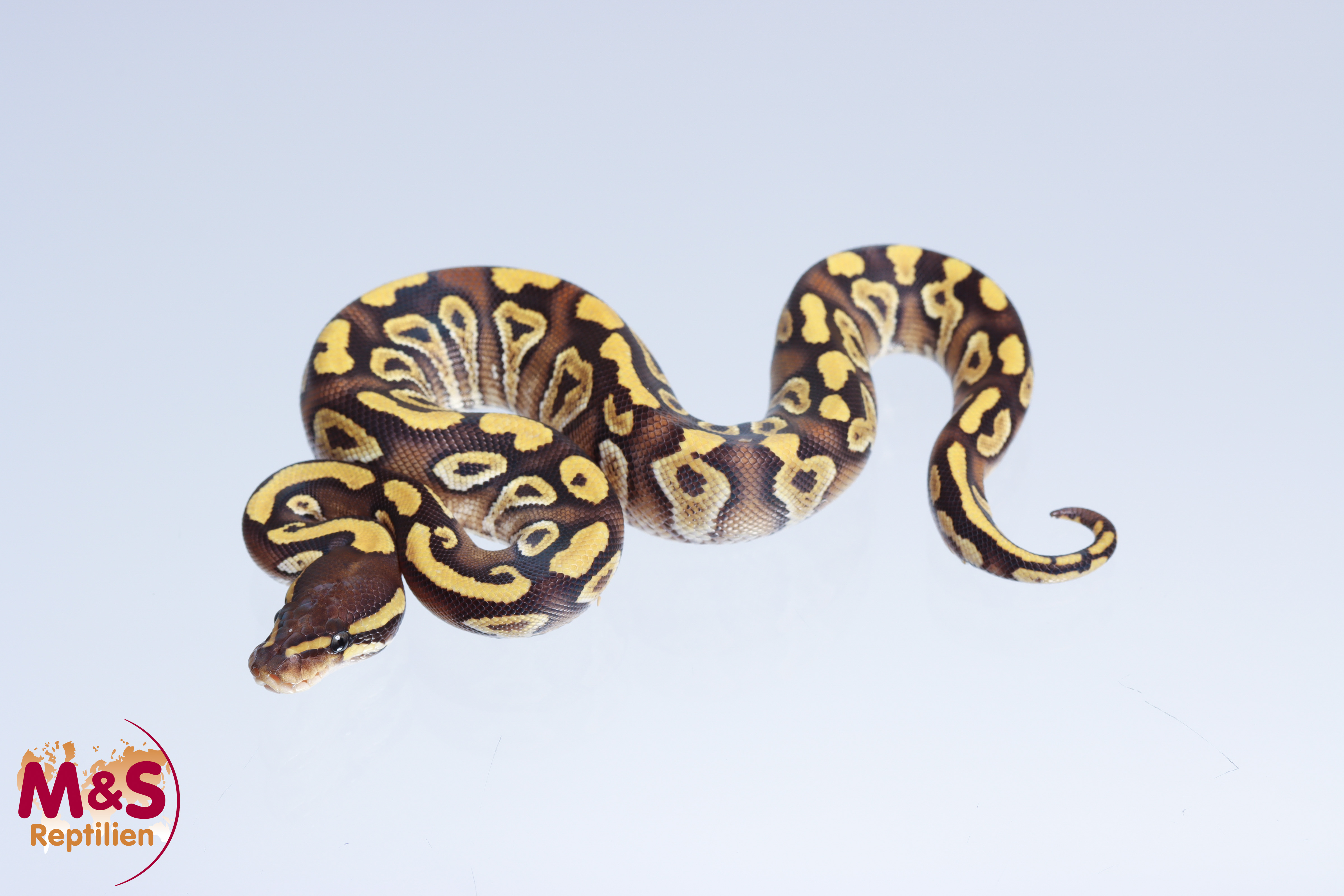 0.1 (Female) Mojave - poss. Gravel Königspython NZ´M&S´22 Python regius