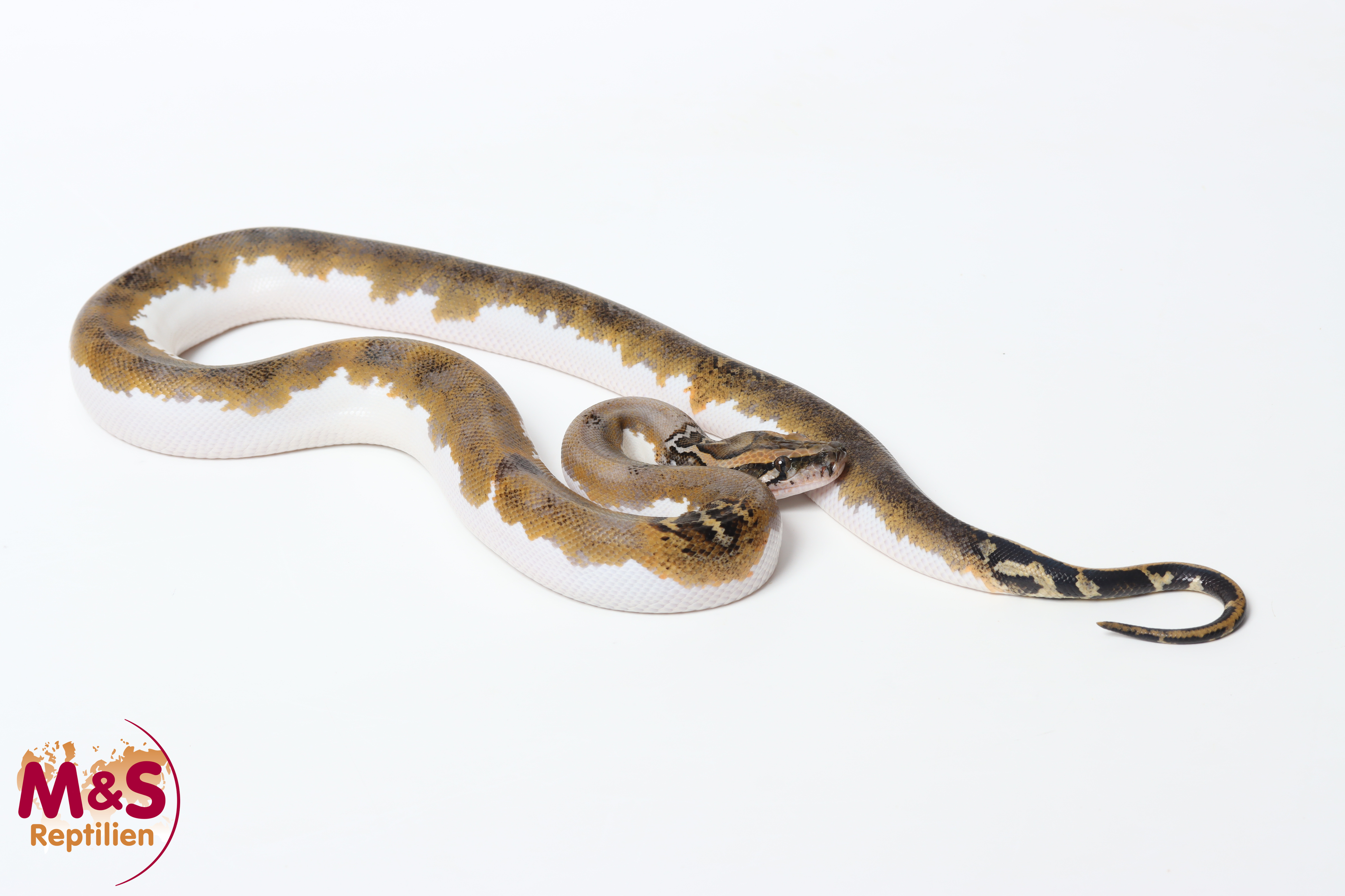 0.1 (Female) Piebald 66% het Caramel Tigerpython NZ'25 (ca.80-90 cm) Python bivittatus (Originalbild)