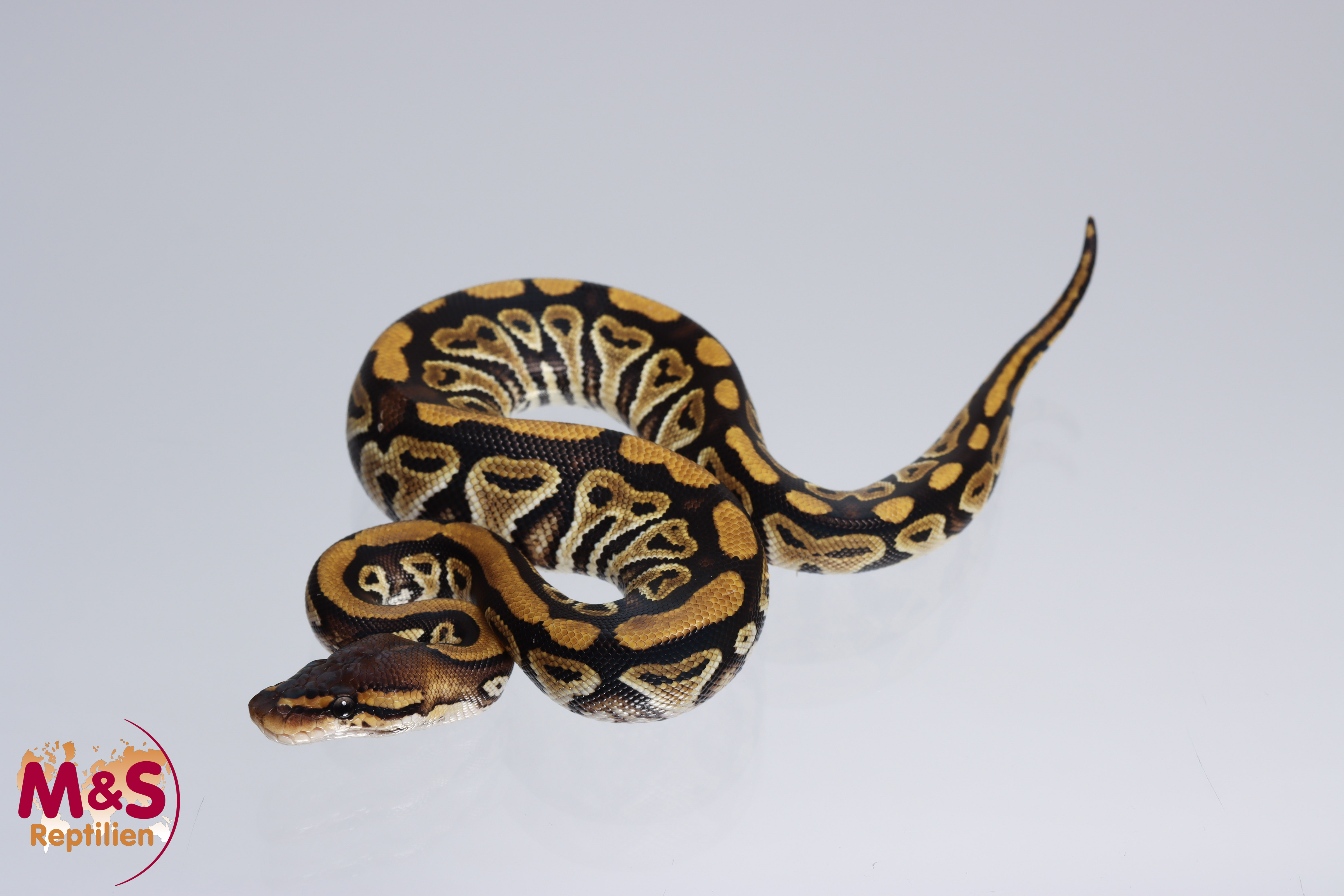 0.1 (Female) Bongo 100% hetero für Clown Königspython NZ´M&S´22 Python regius