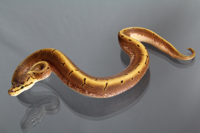 Male (1.0) Spinner 100% het Piebald NZ´M&S´13 Python regius