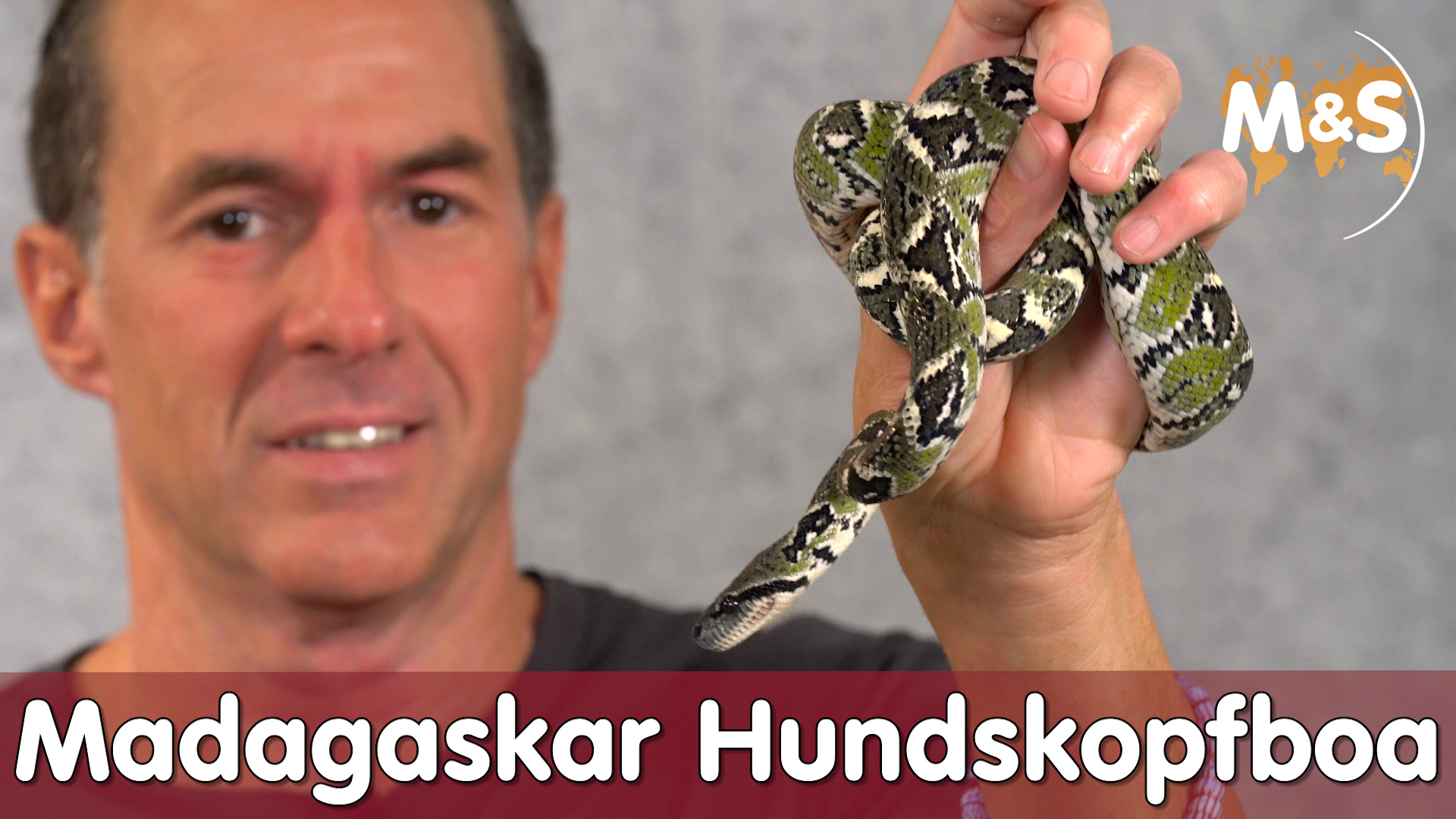 Sanzinia Basic | Madagaskar Hundskopfboa (tree boa) | Reptil TV