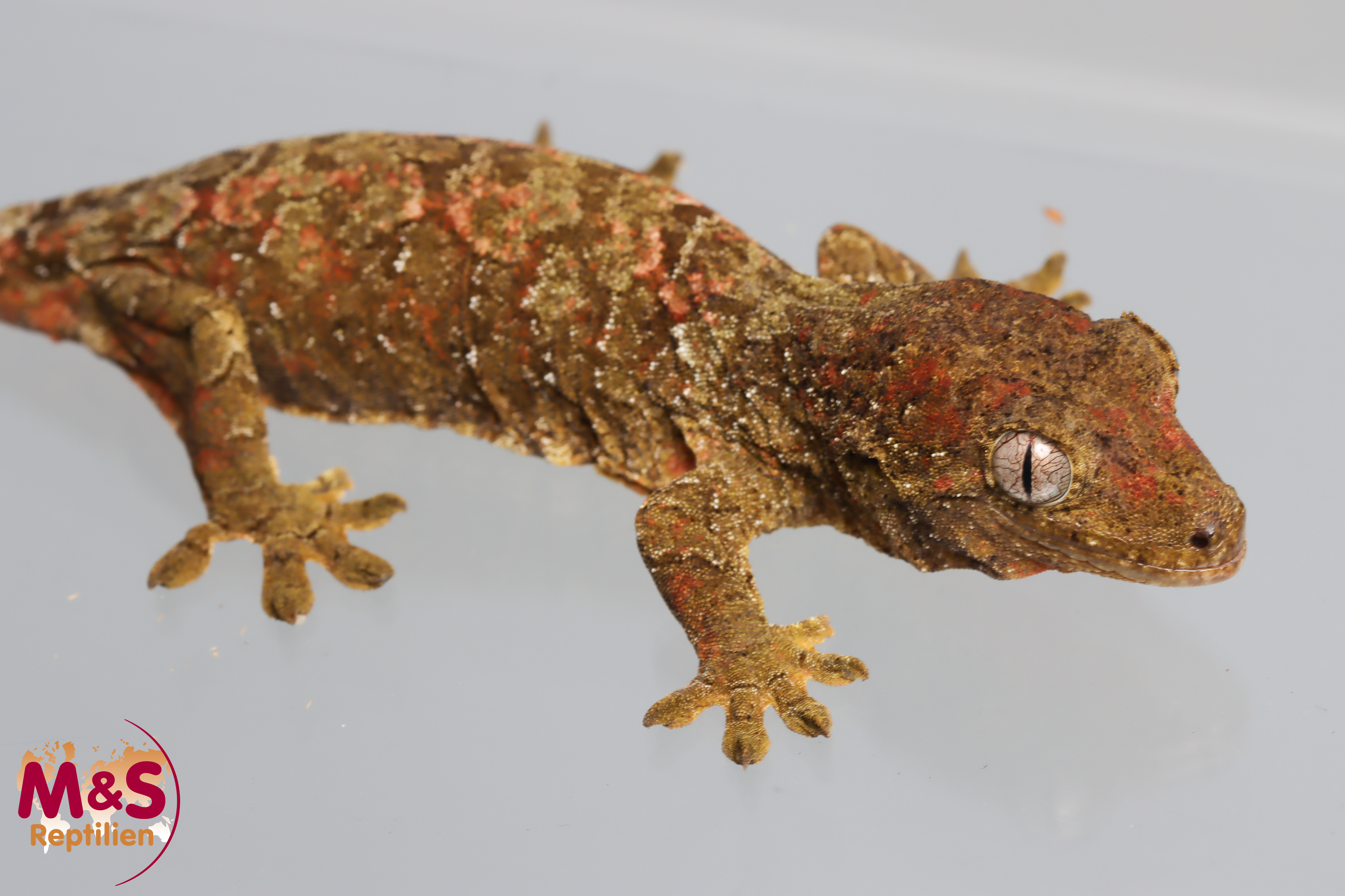 0.1 (Female) -Sarramea- Flechtengecko NZ 23 (adult) Mniarogekko chahoua (Originalbild)