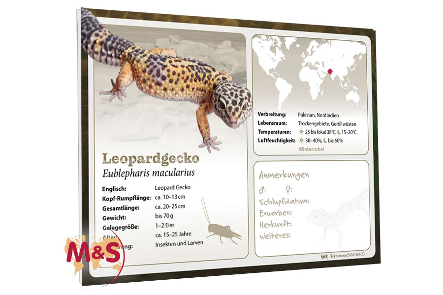 Terrarienschild (Zooschild) Leopardgecko, Eublepharis macularius