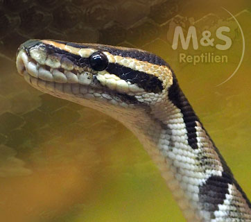 cms image