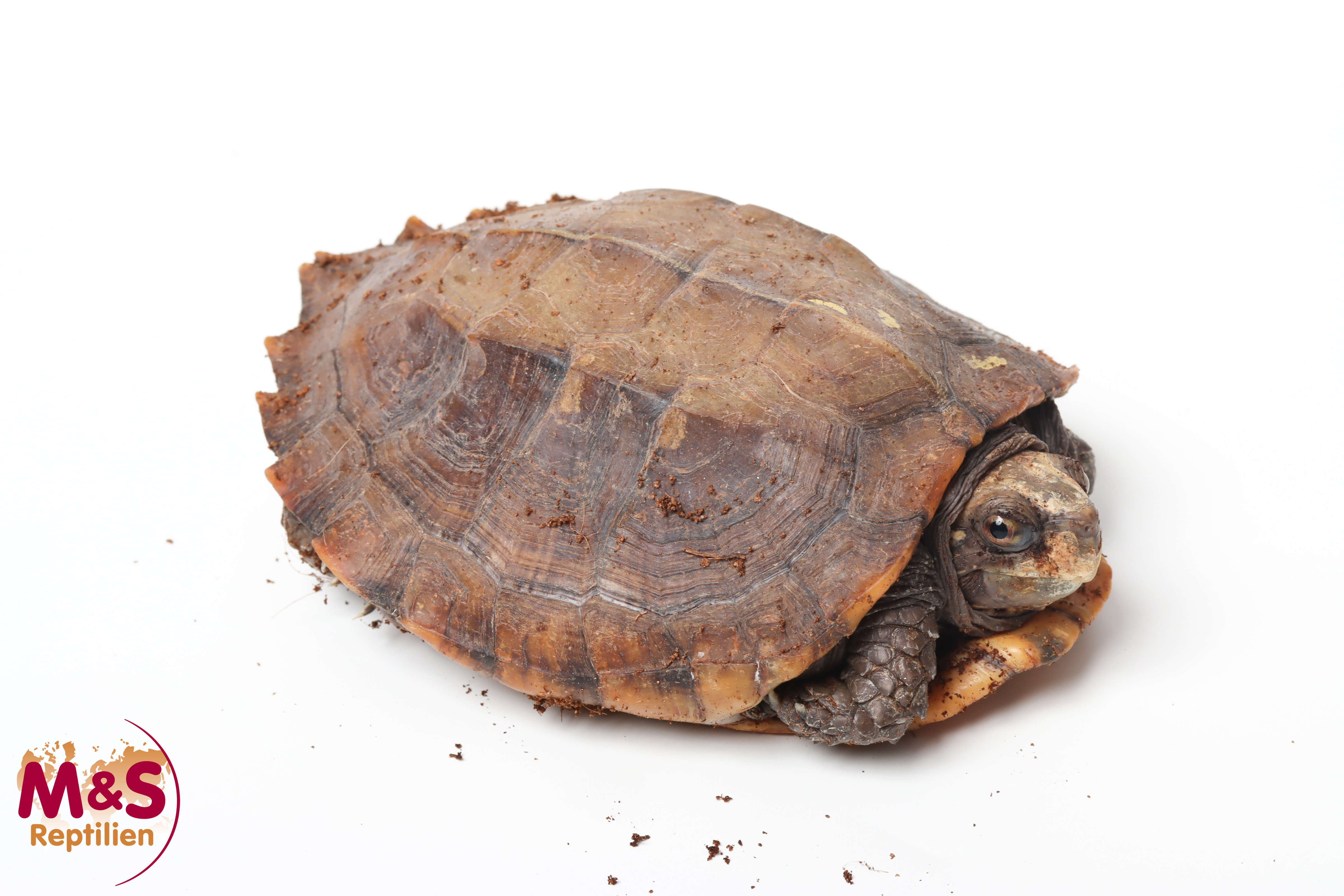 Indische Dornschildkröte NZ'09 (ca. 15-20cm) Cuora mouhotii (Originalbild)
