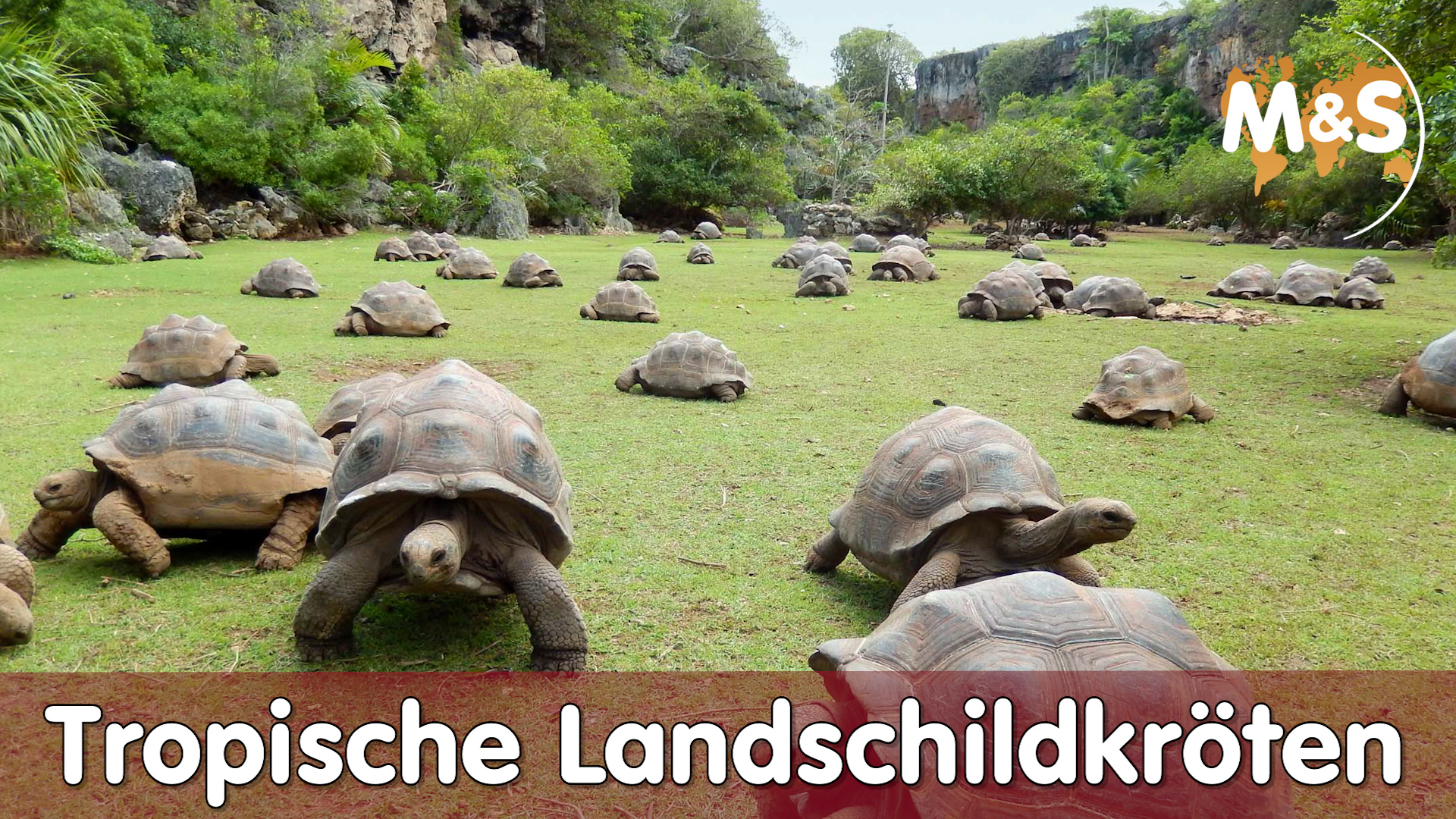 Die 4 größten Tropischen Landschildkröten | darfs ein bisschen mehr sein?