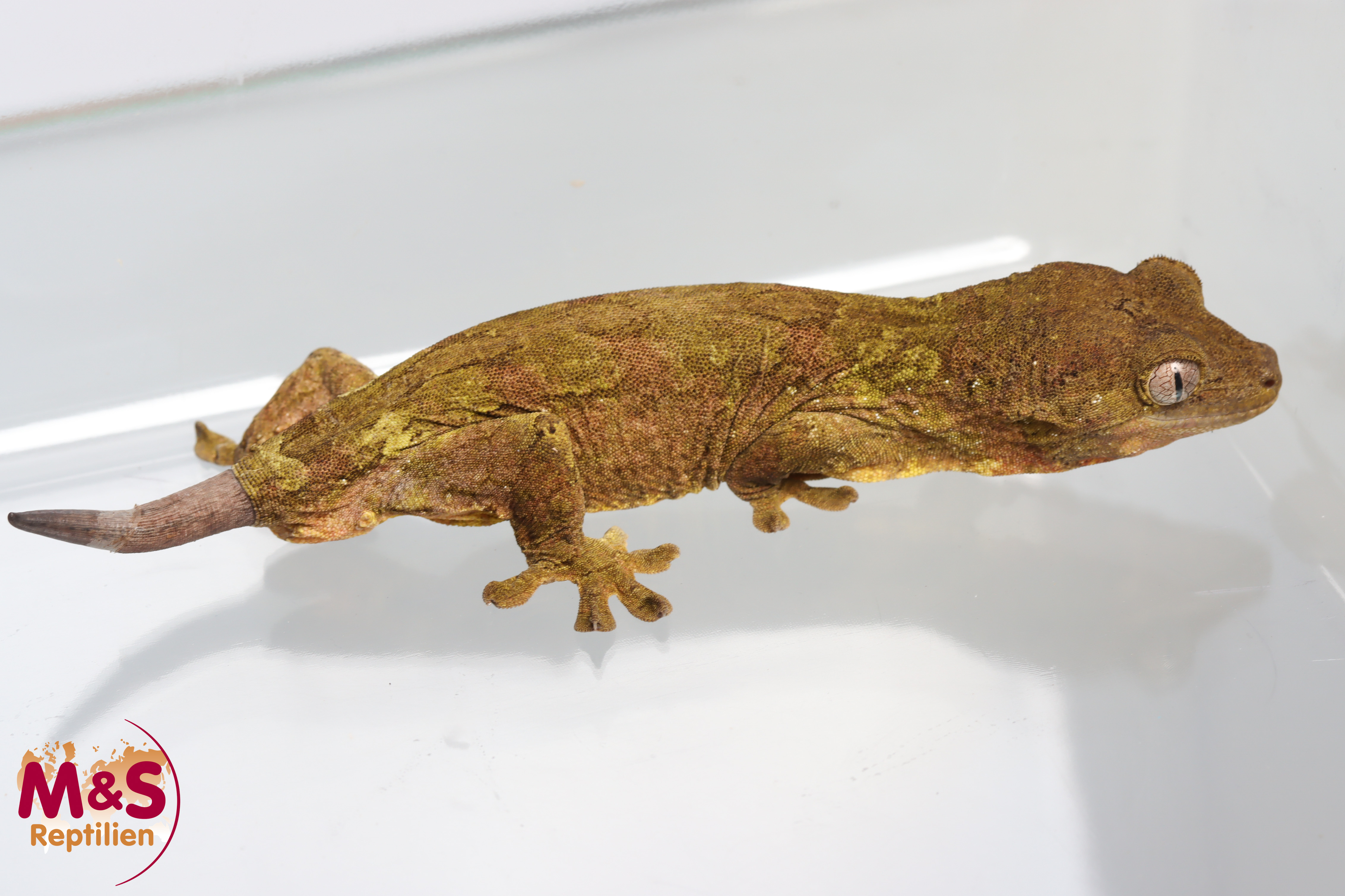 1.0 (Male) -Jalu Nehoue- Flechtengecko (ohne Schwanz)  NZ' 23 (adult) Mniarogekko jalu (Originalbild)