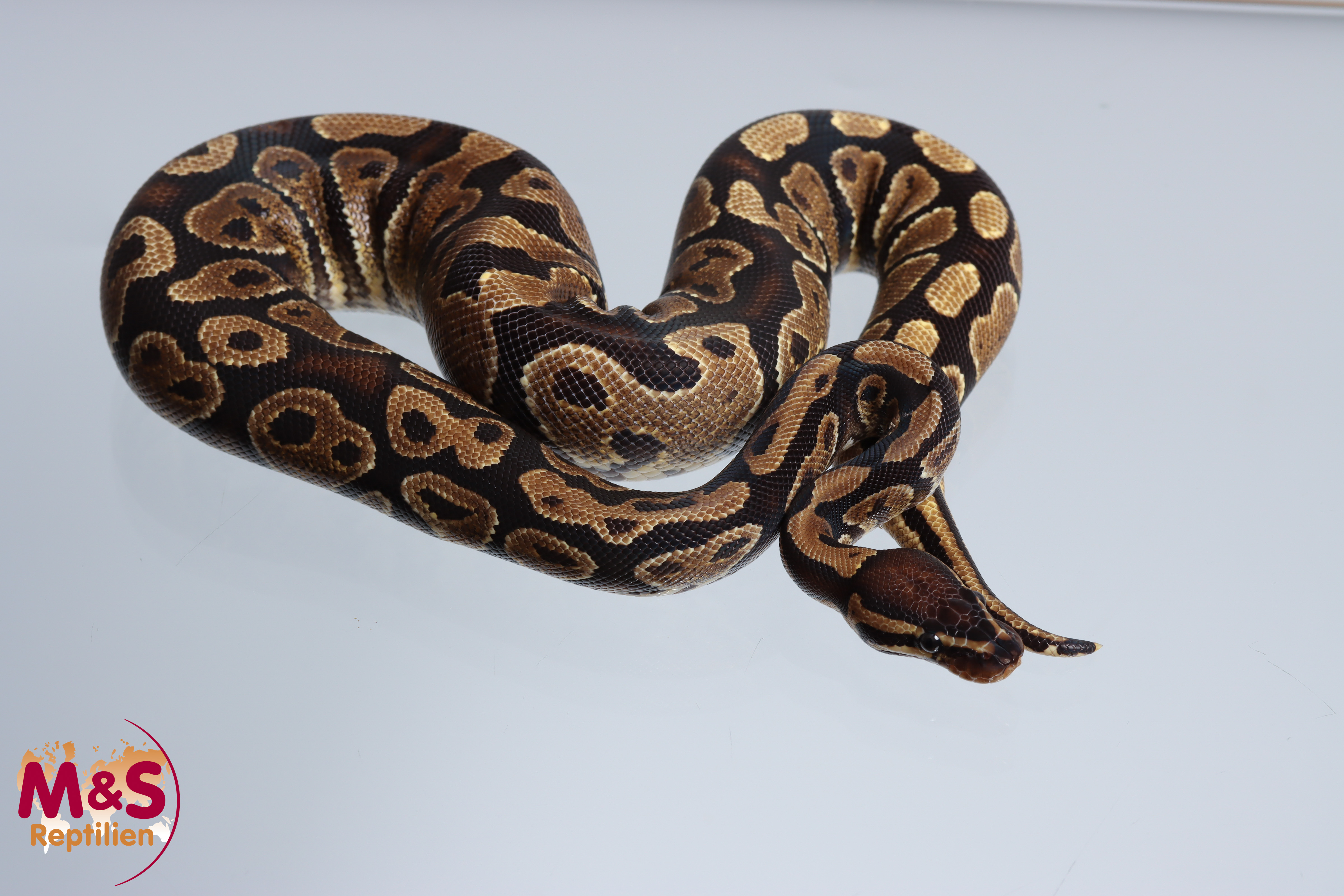 0.1 (Female) Gravel Königspython NZ´M&S´23 Python regius