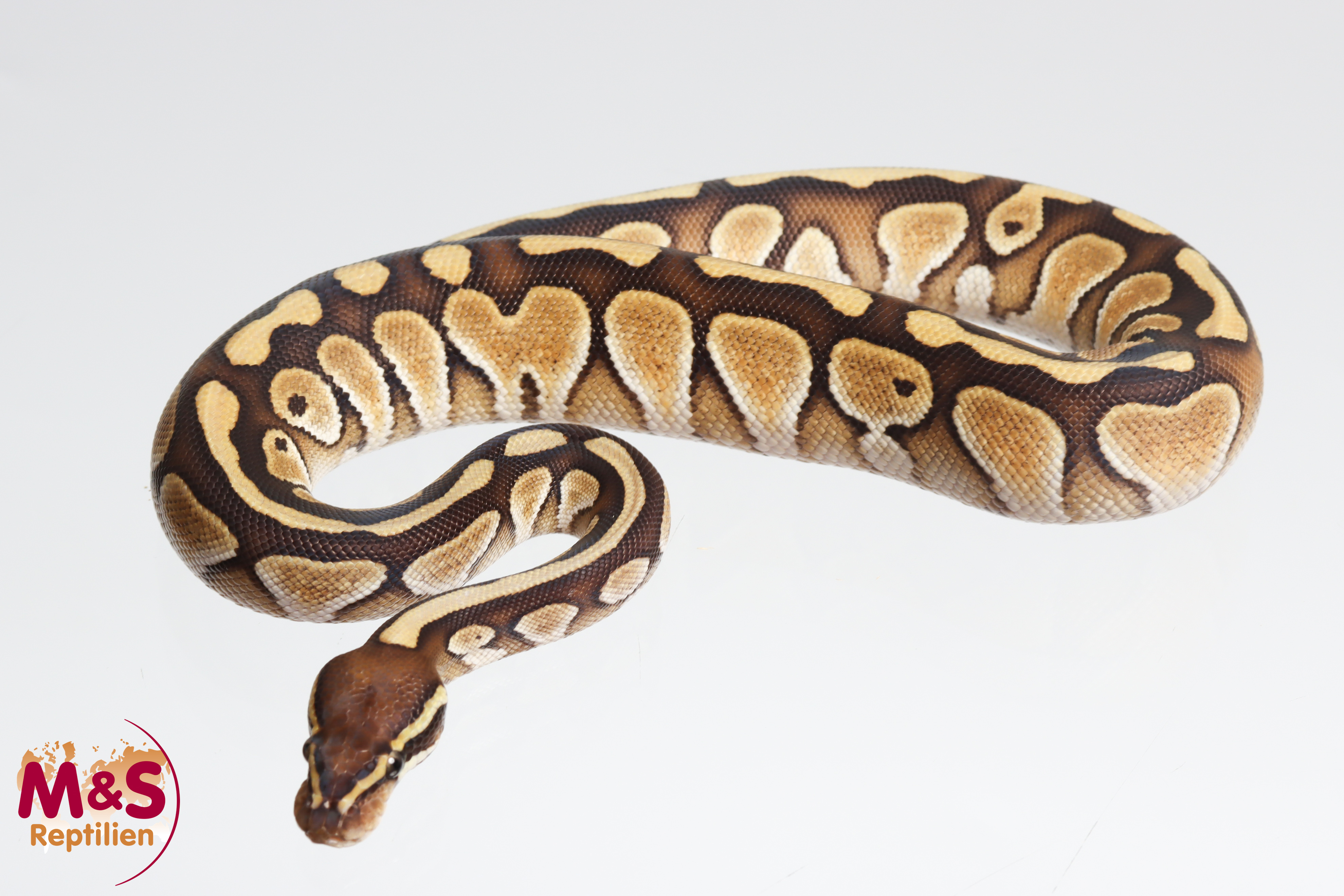 1.0 (Male) Butter Königspython NZ´25 Python regius