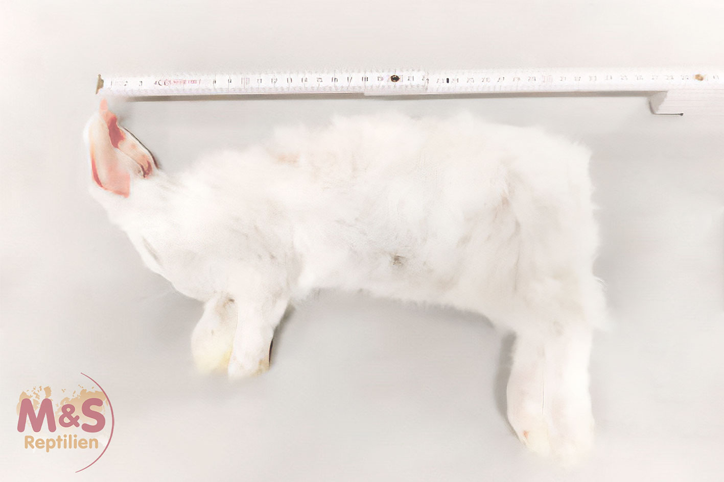 Hase ( je nach Variante)  gefroren ( ca. 1,8-2,2 kg)