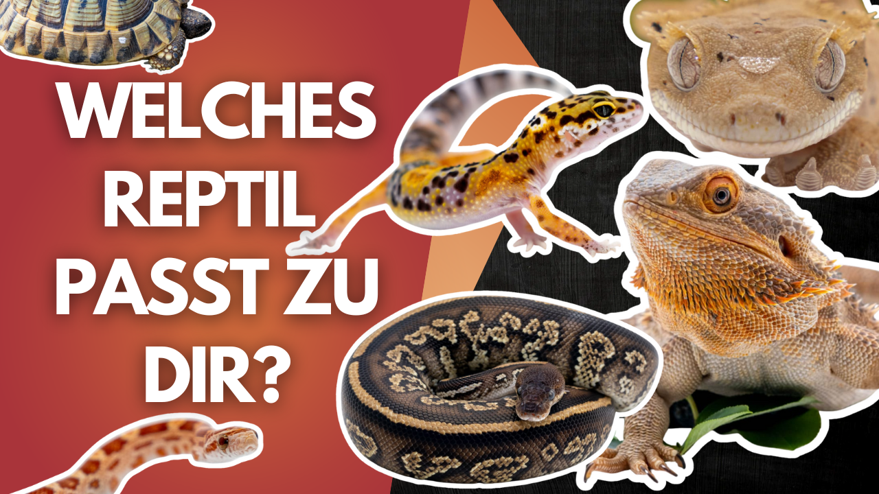 So findest du dein perfektes Reptil – Stefan klärt auf!🦎