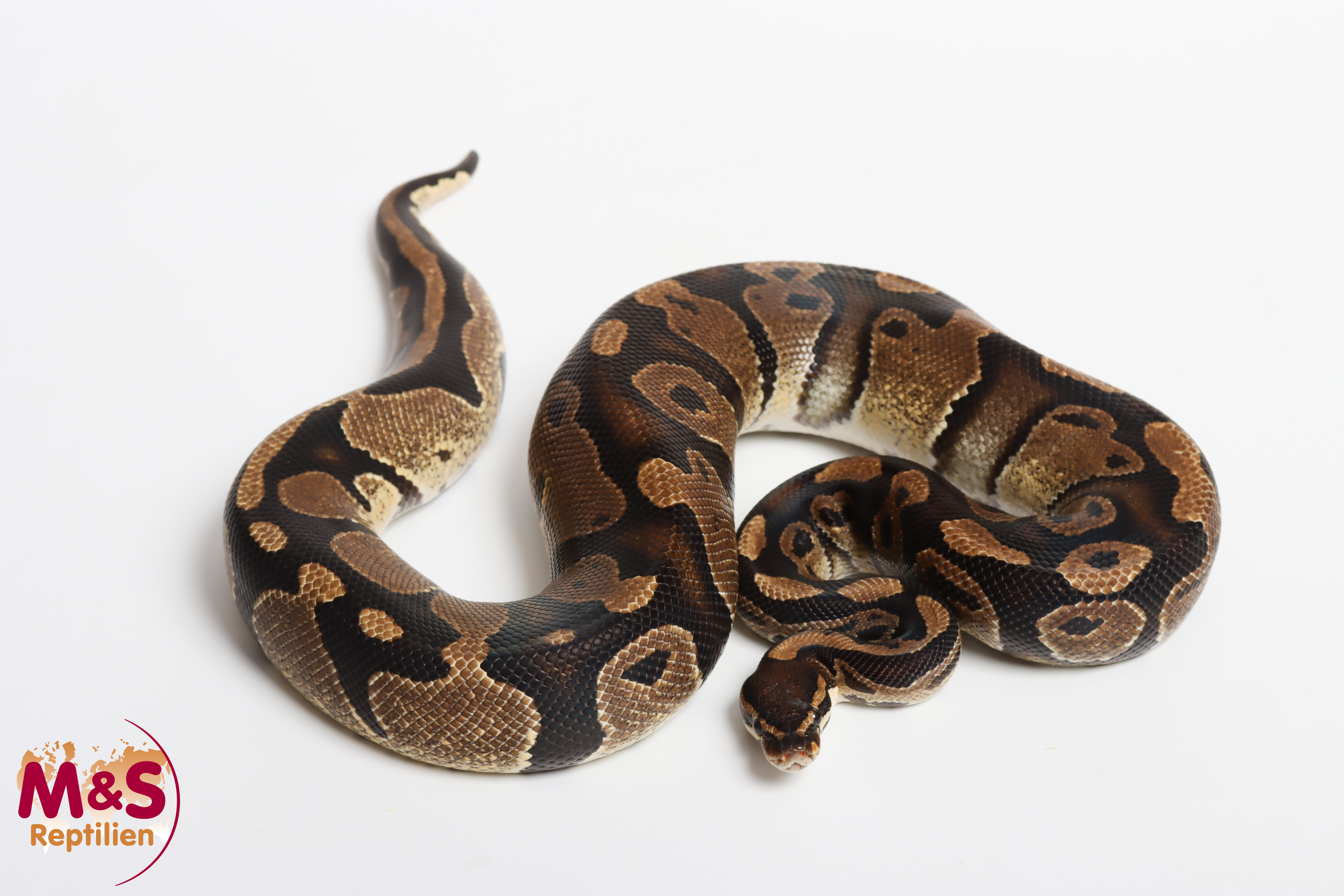 1.0 (Male) 100% hetero Sunset Königspython NZ´M&S´21 (adult)  Python regius