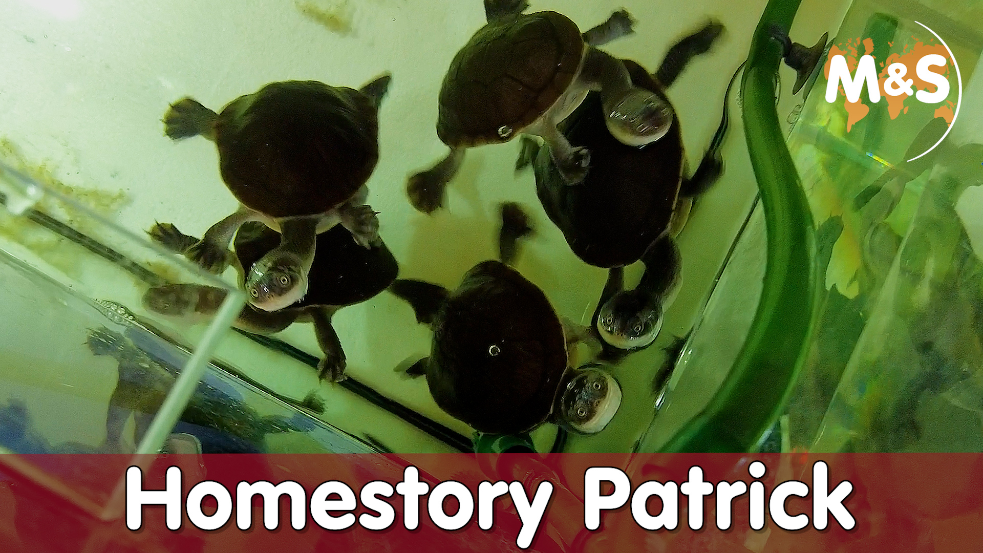 Homestory Patrick | Schlangenhalsschildkröten & Großkopfgeckos