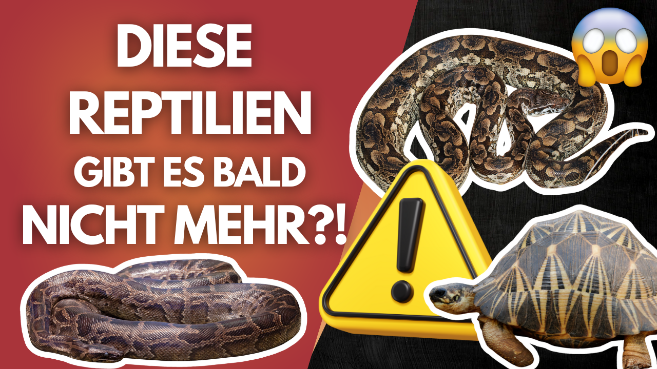 Das gefährlichste Gesetz für unsere Terraristik! ⚠️ Jetzt wird’s ernst…