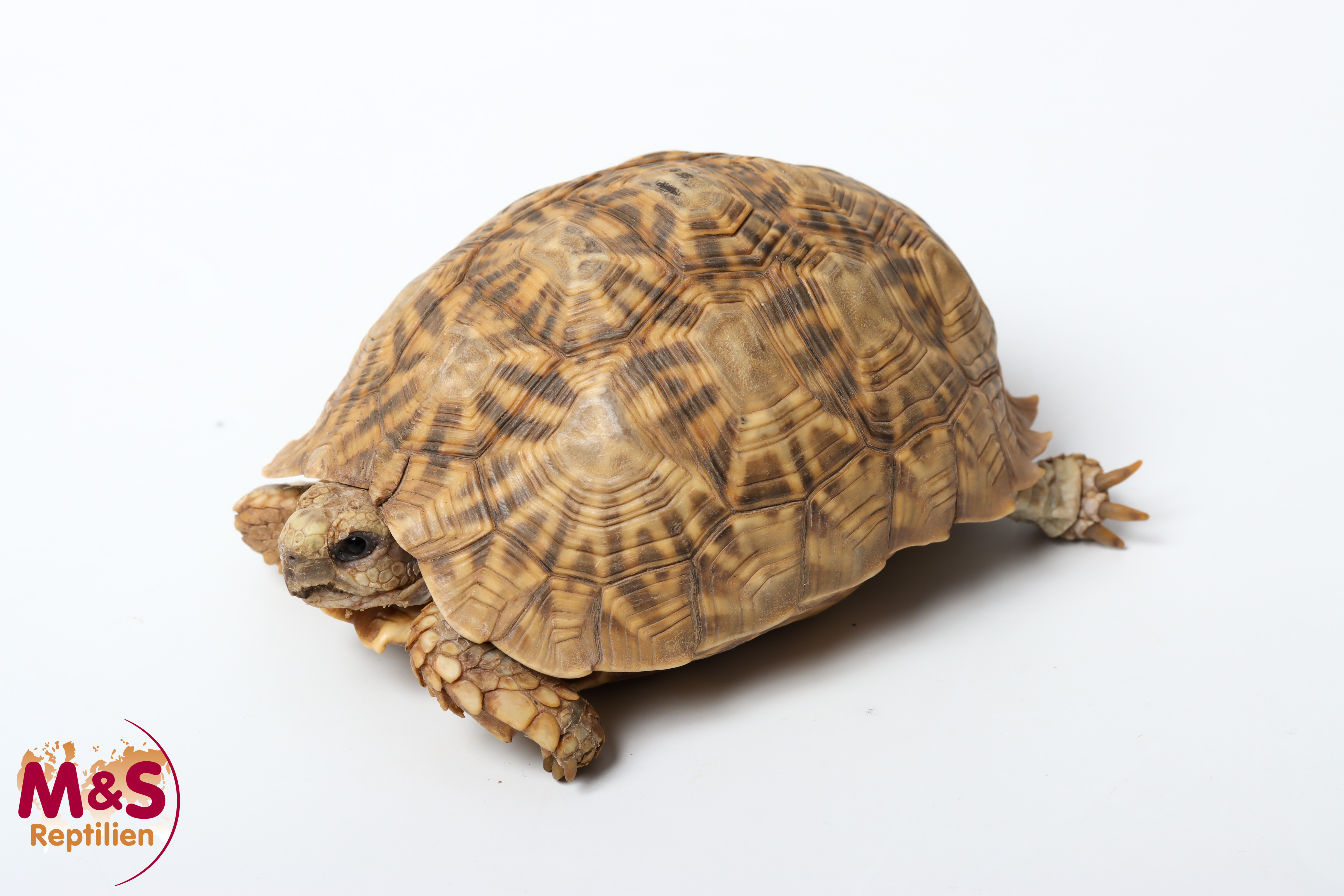 0.1 (Female) Kalahari Stachelrand-Landschildkröte (ca.10,5cm) NZ´10 Psammobates oculiferus (Originalbild)