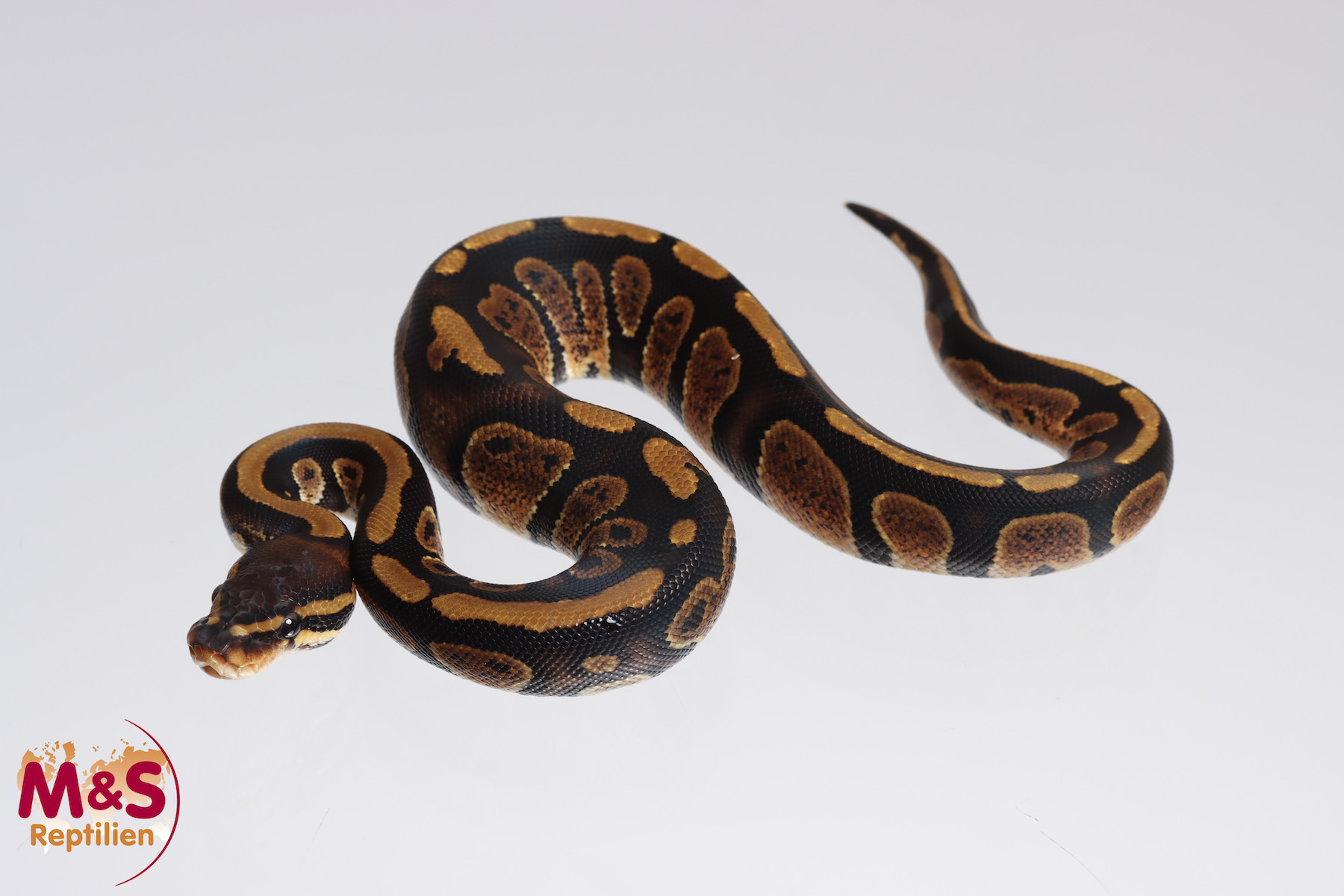 1.0 (Male) Stranger - Königspython NZ´M&S´23 Python regius