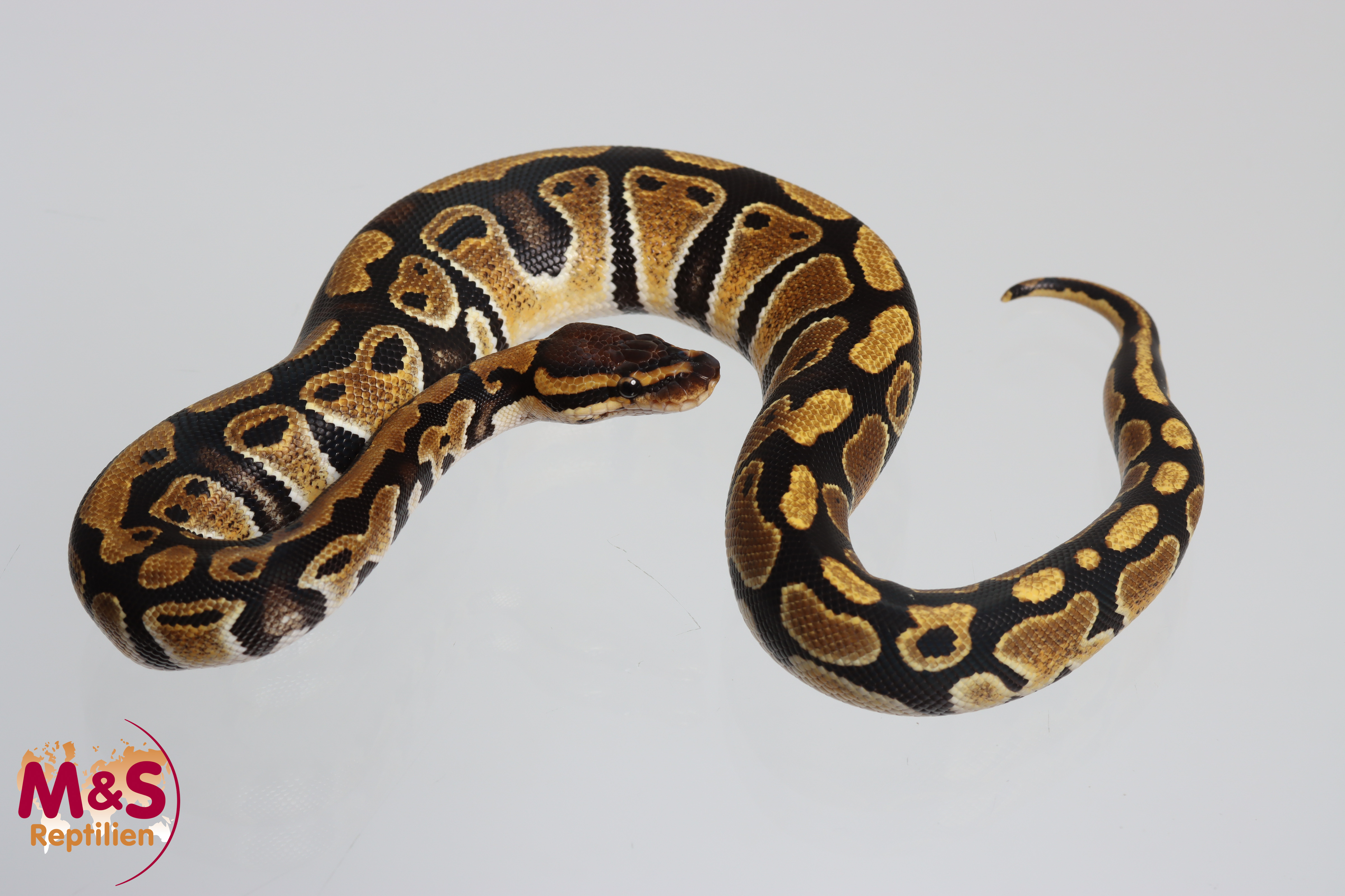 0.1 (Female) 100 % DH Sunset-Clown Königspython NZ'M&S'25 Python regius
