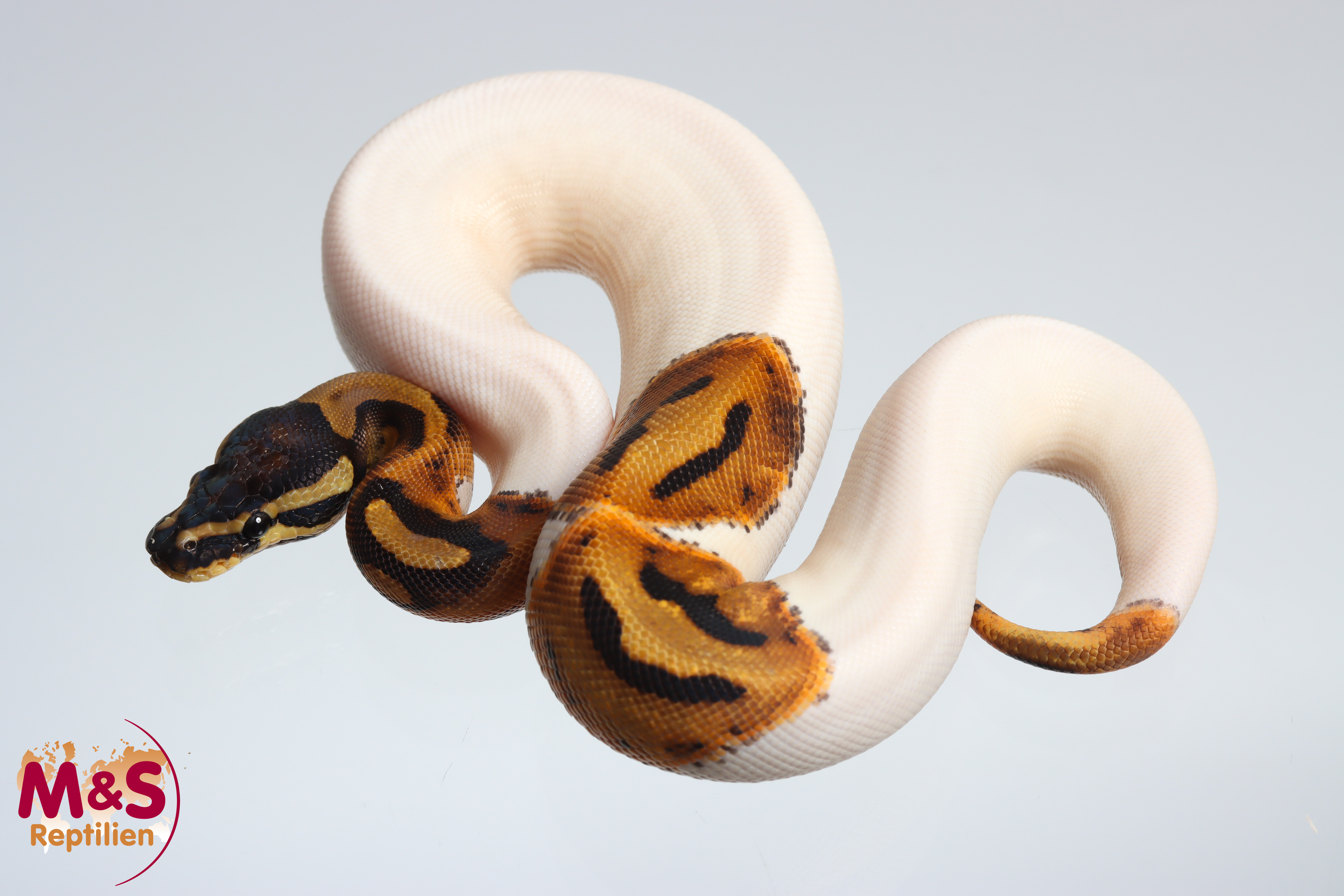 0.1 (Female) Piebald (Smiley) Königspython DNZ´25 Python regius