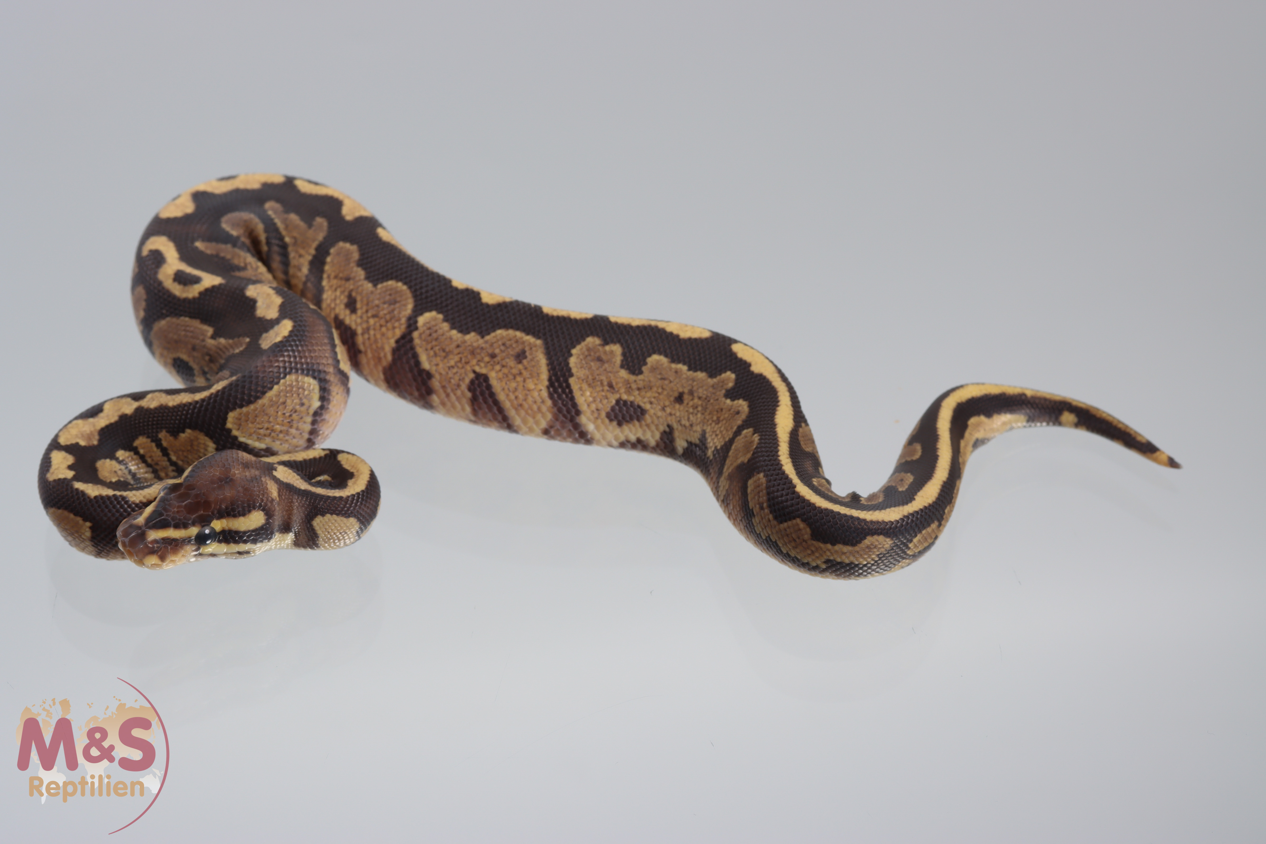 1.0 (Male) Fire - Mystic - Twister Königspython NZ´M&S´21 Python regius