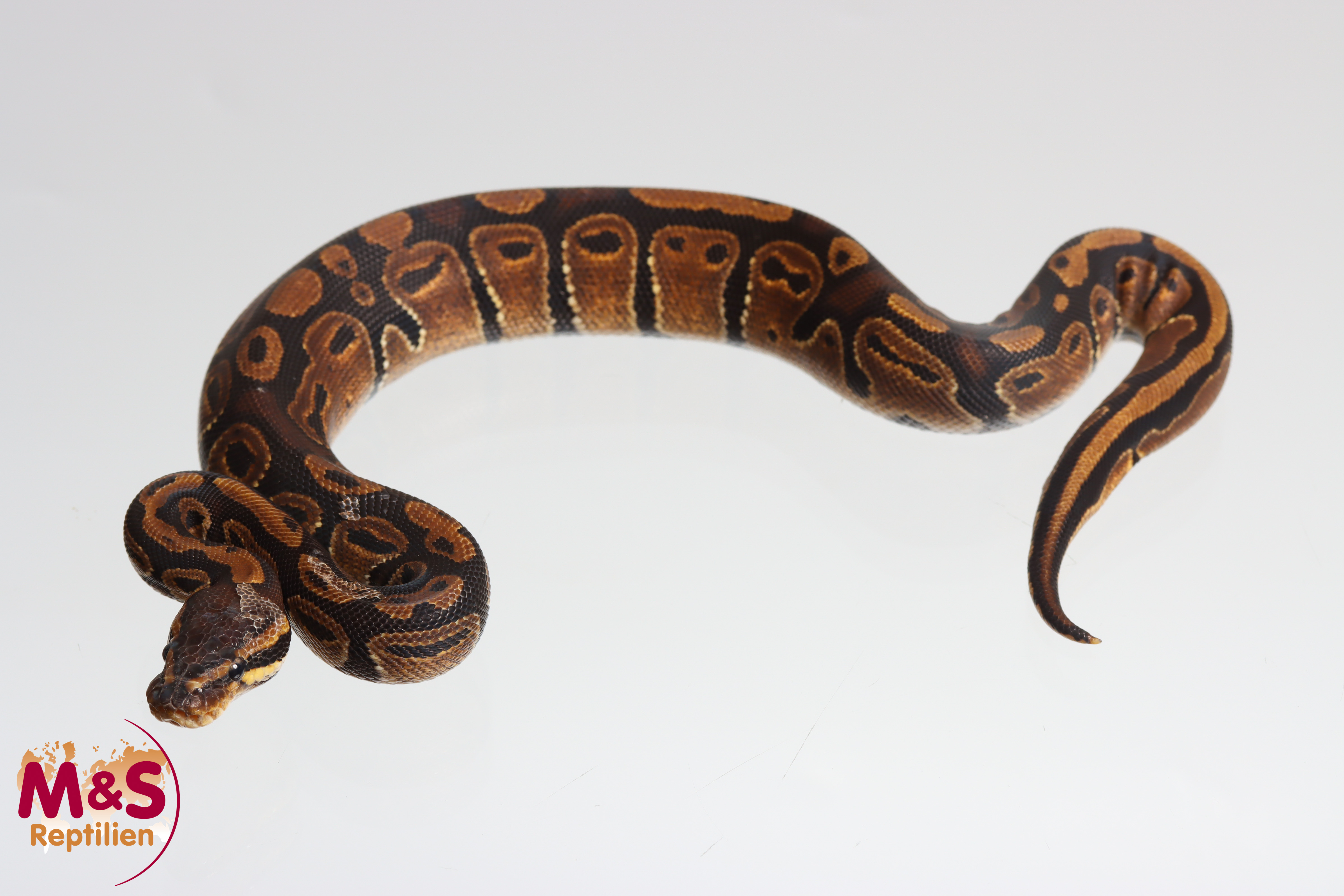 1.0 (Male) 100 % hetero Sunset 50% poss. het. Piebald Königspython NZ'M&S'25 Python regius