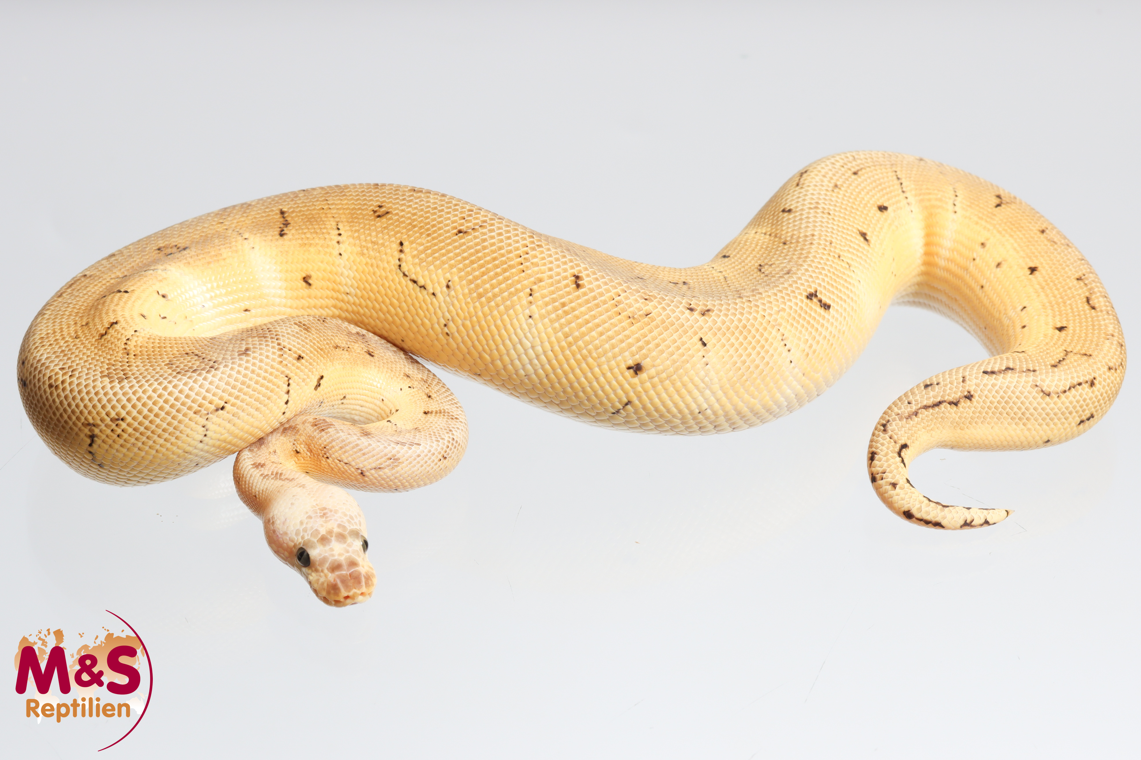 1.0 (Male) Lemonblast - Clown 100% hetero Desert Ghost Königspython NZ´M&S´25 P.regius