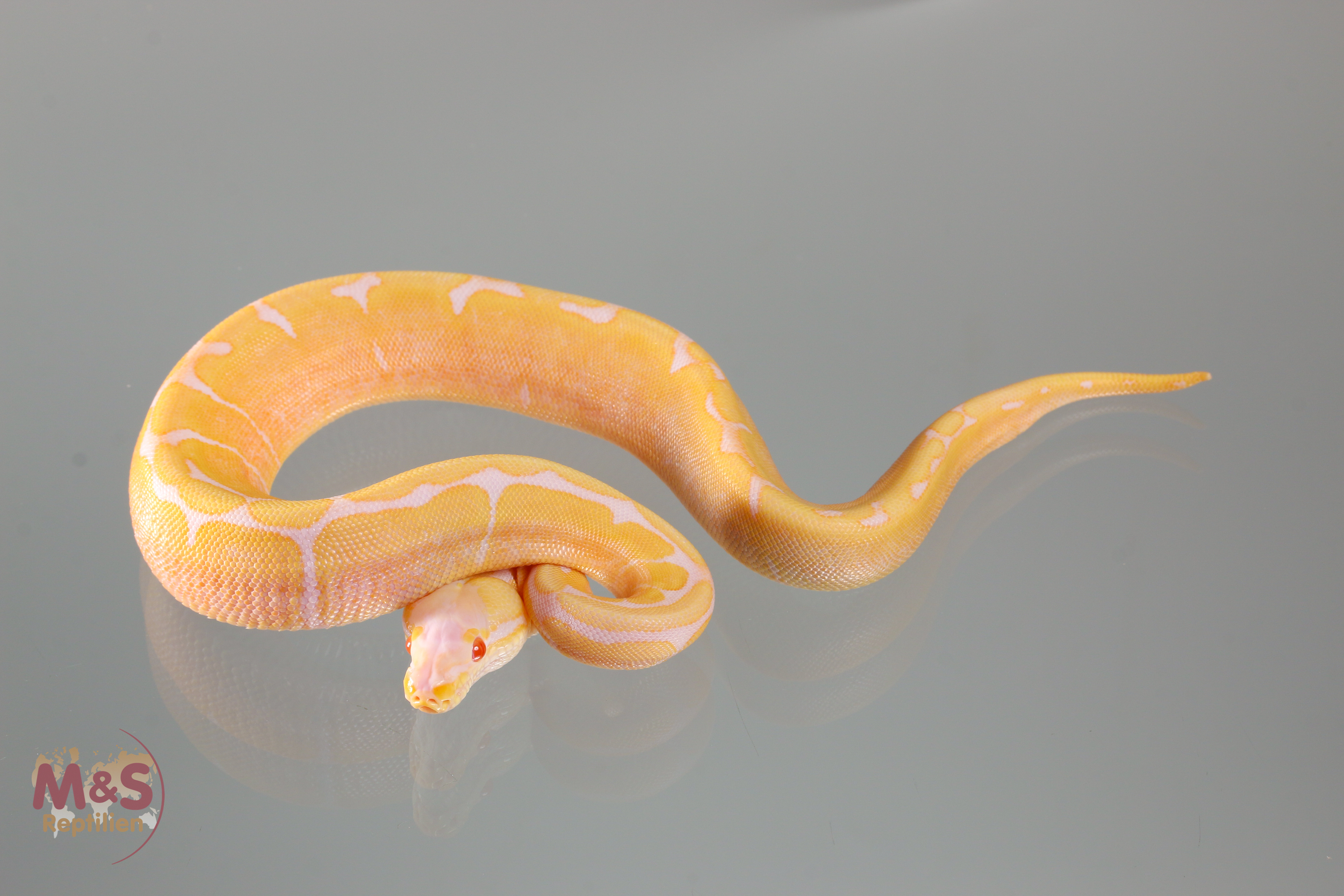 1.0 (Male) Albino Scaleless Head Spider Königspython NZ´M&S´21 Python regius