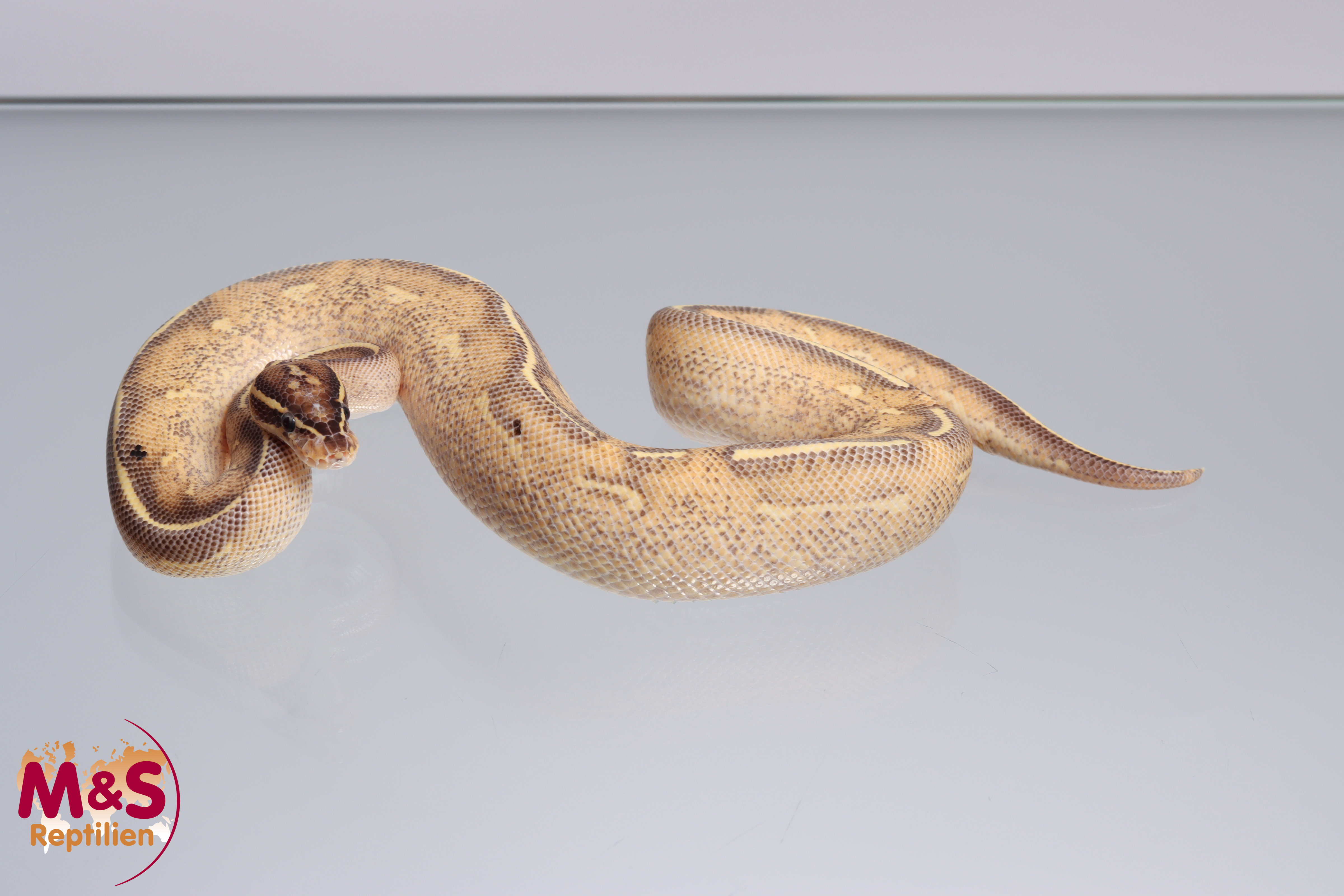 1.0 (Male) Highway (Gravel - Yellowbelly) Königspython DNZ´22 Python regius