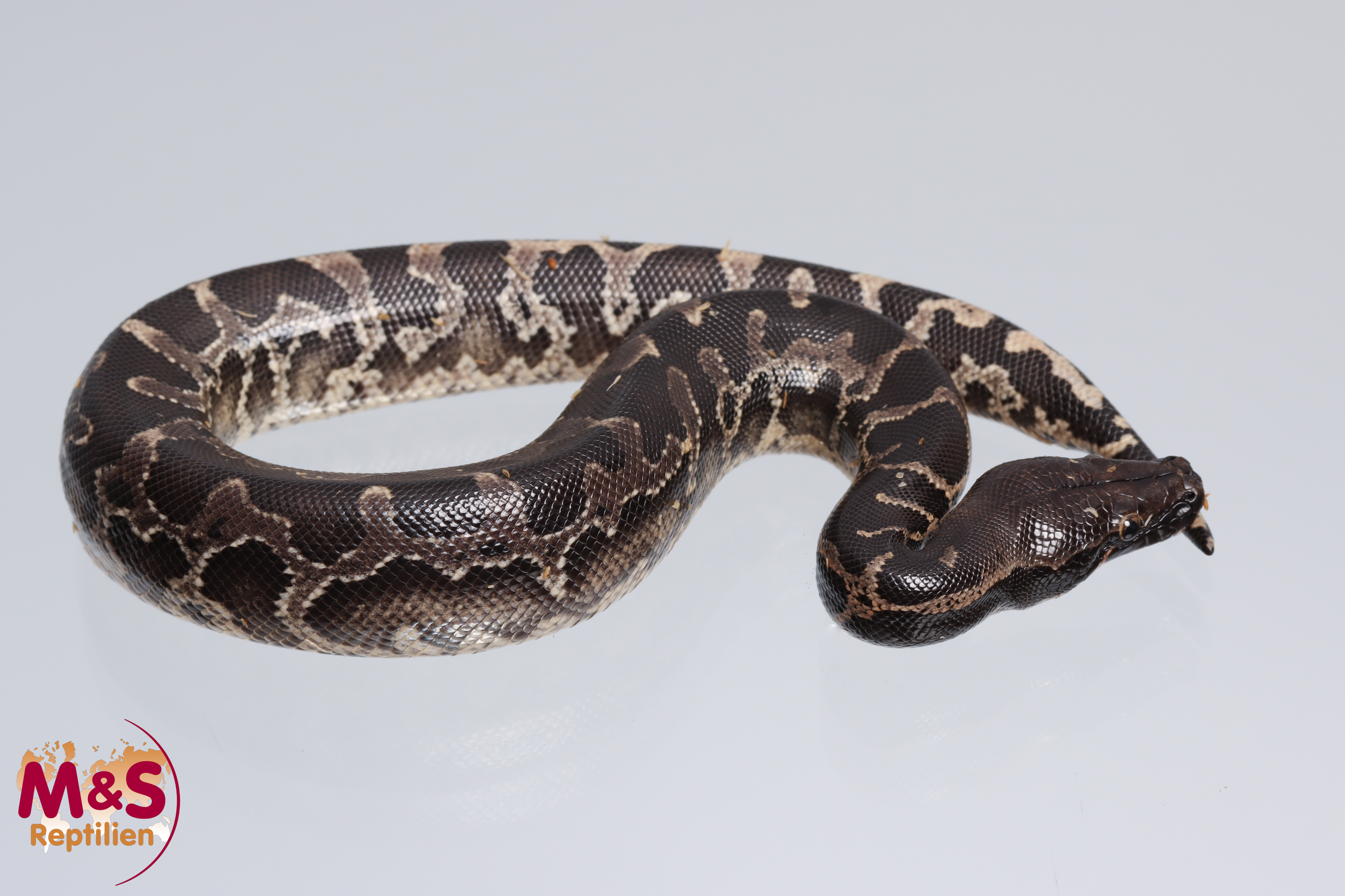Schwarzer Blutpython NZ'25 (ca.50cm) Python curtus (Symboldbild)