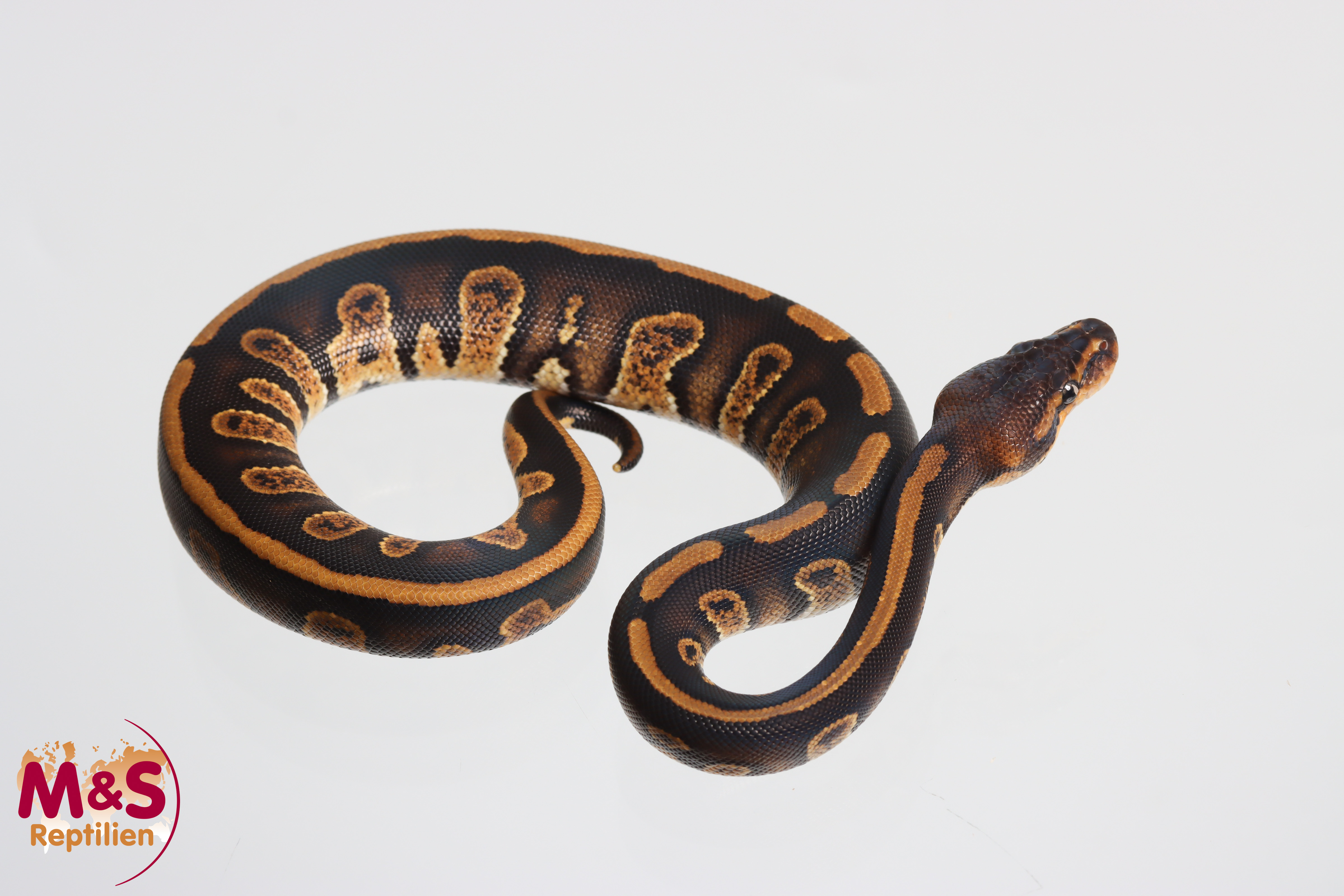 0.1 (Female) Stranger Königspython NZ´M&S´26 Python regius