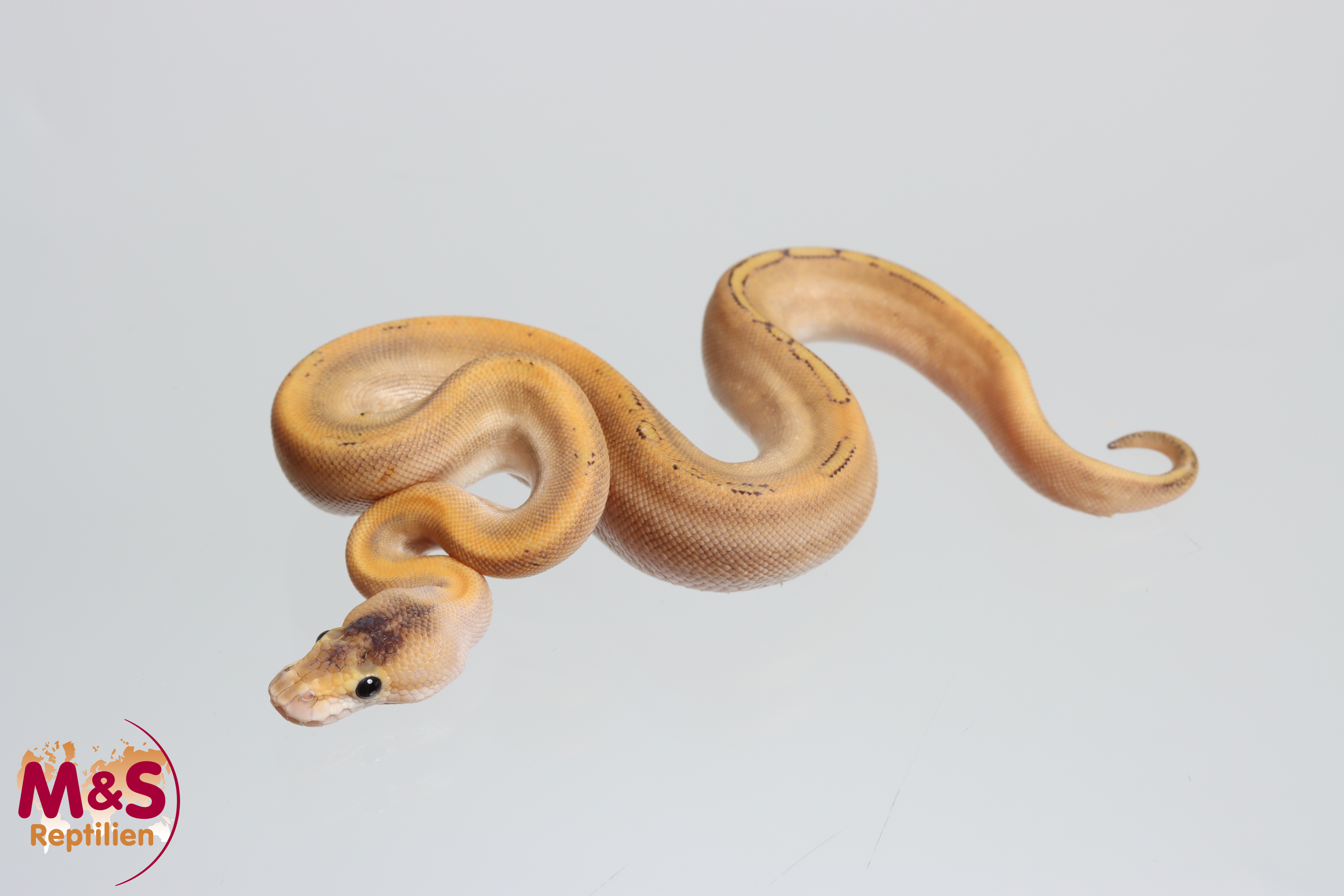 0.1 (Female) Champagne 100% het. Genetic Stripe poss. Ultramel Königspython NZ' M&S 26 Python regius