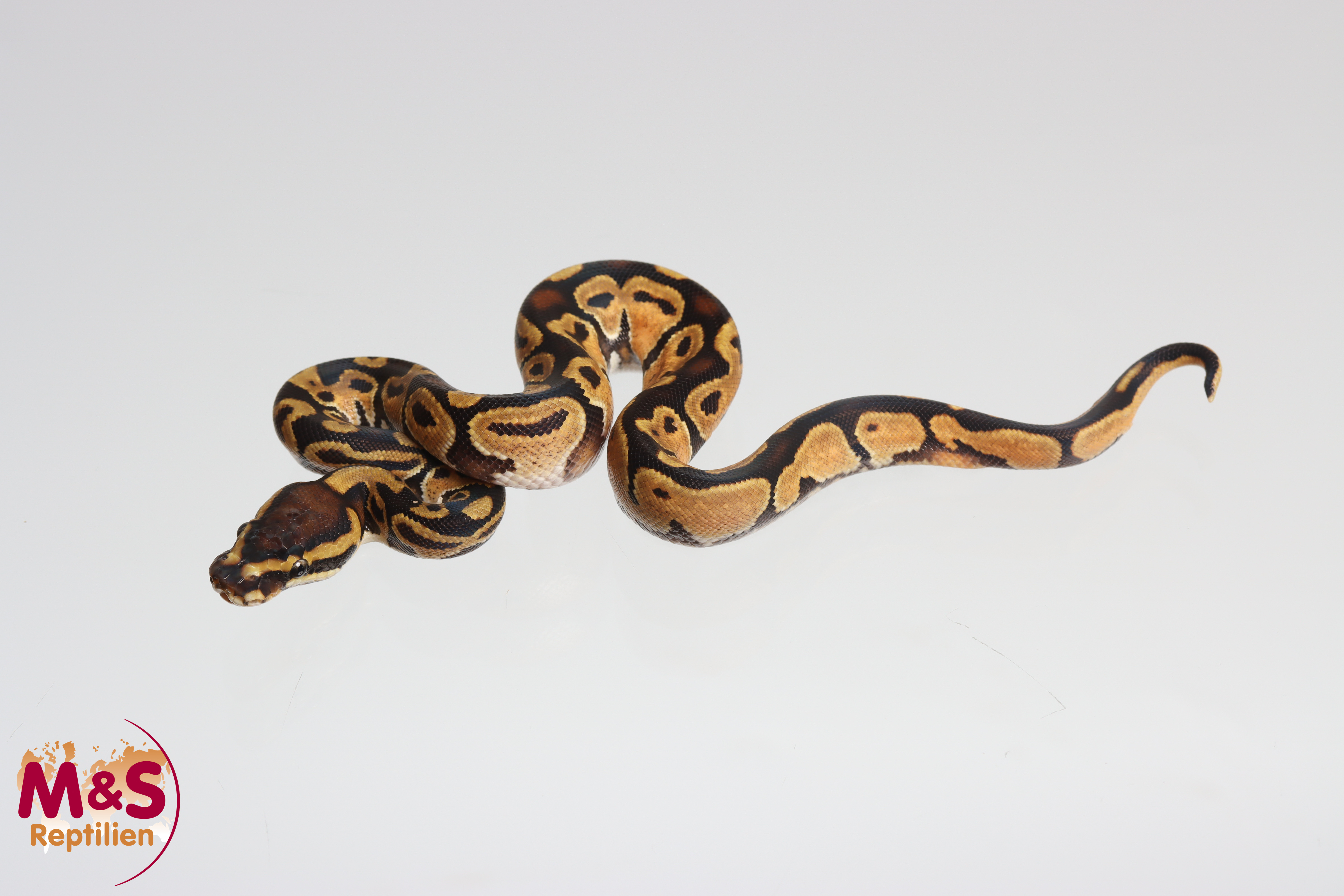 1.0 (Male) Enchi Königspython NZ´M&S´25 Python regius