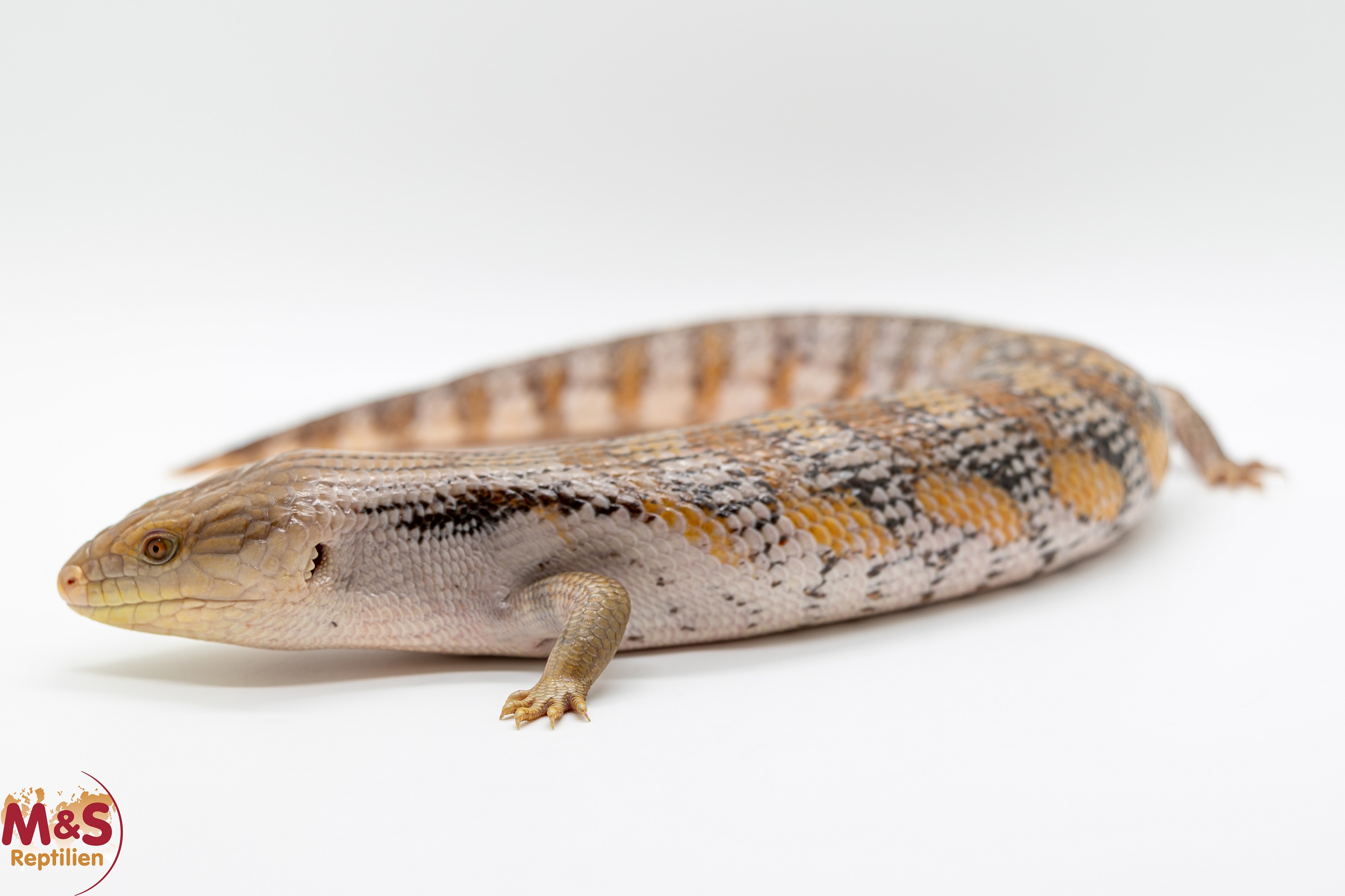 Blauzungenskink NZ'26 Tiliqua scincoides intermedia (Symbolbild)