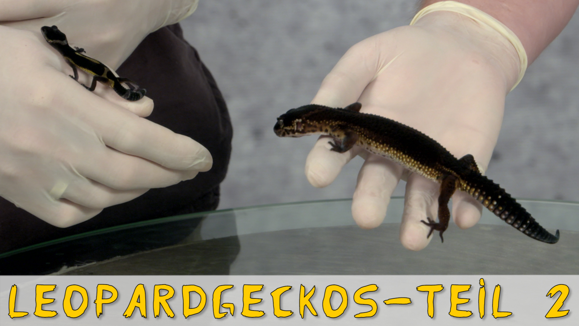 Folge 94 - Leopardgecko Zucht und Farben - Teil 2