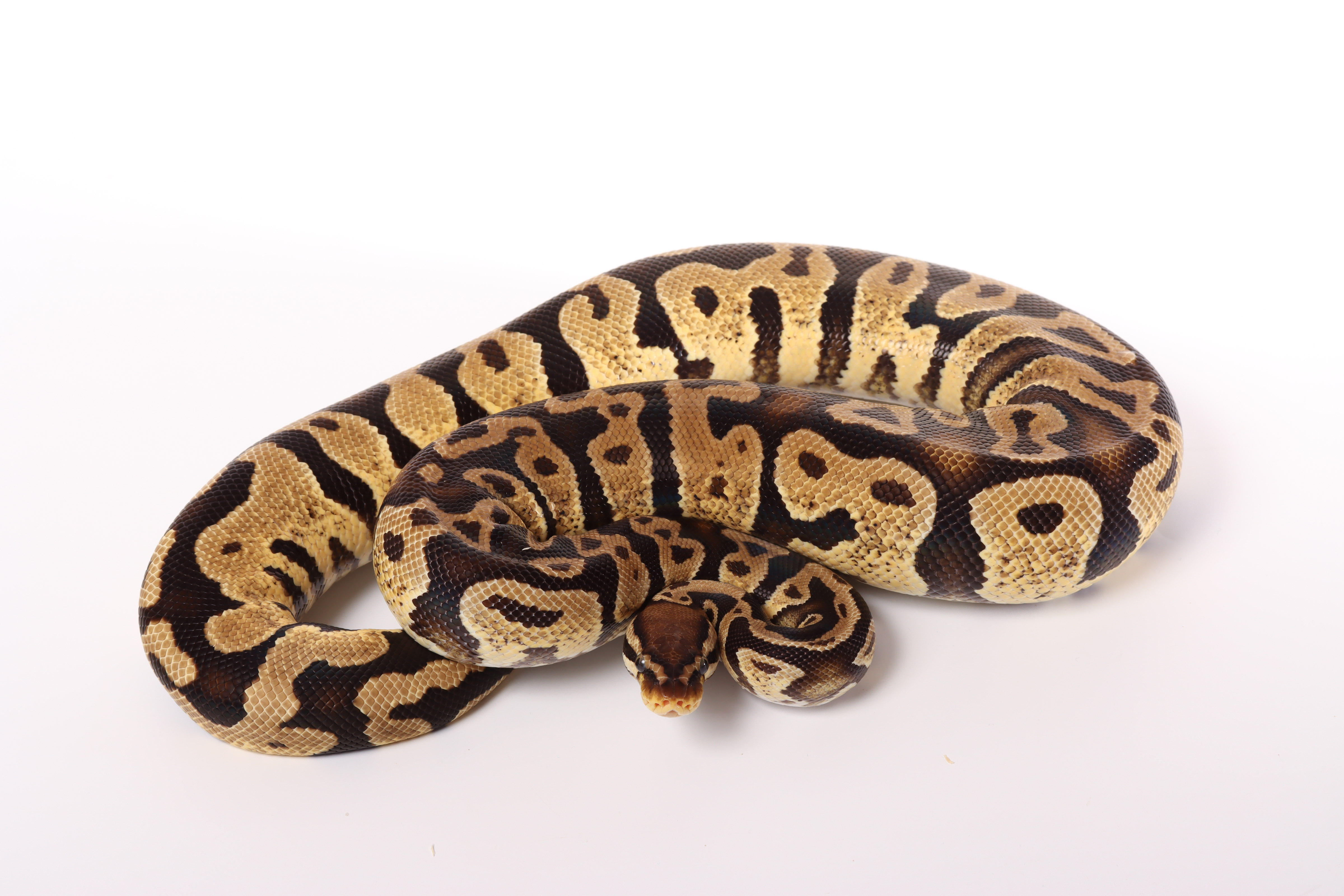 0.1 (Female) Pastel poss. Gravel  Königspython NZ´M&S´17 Python regius