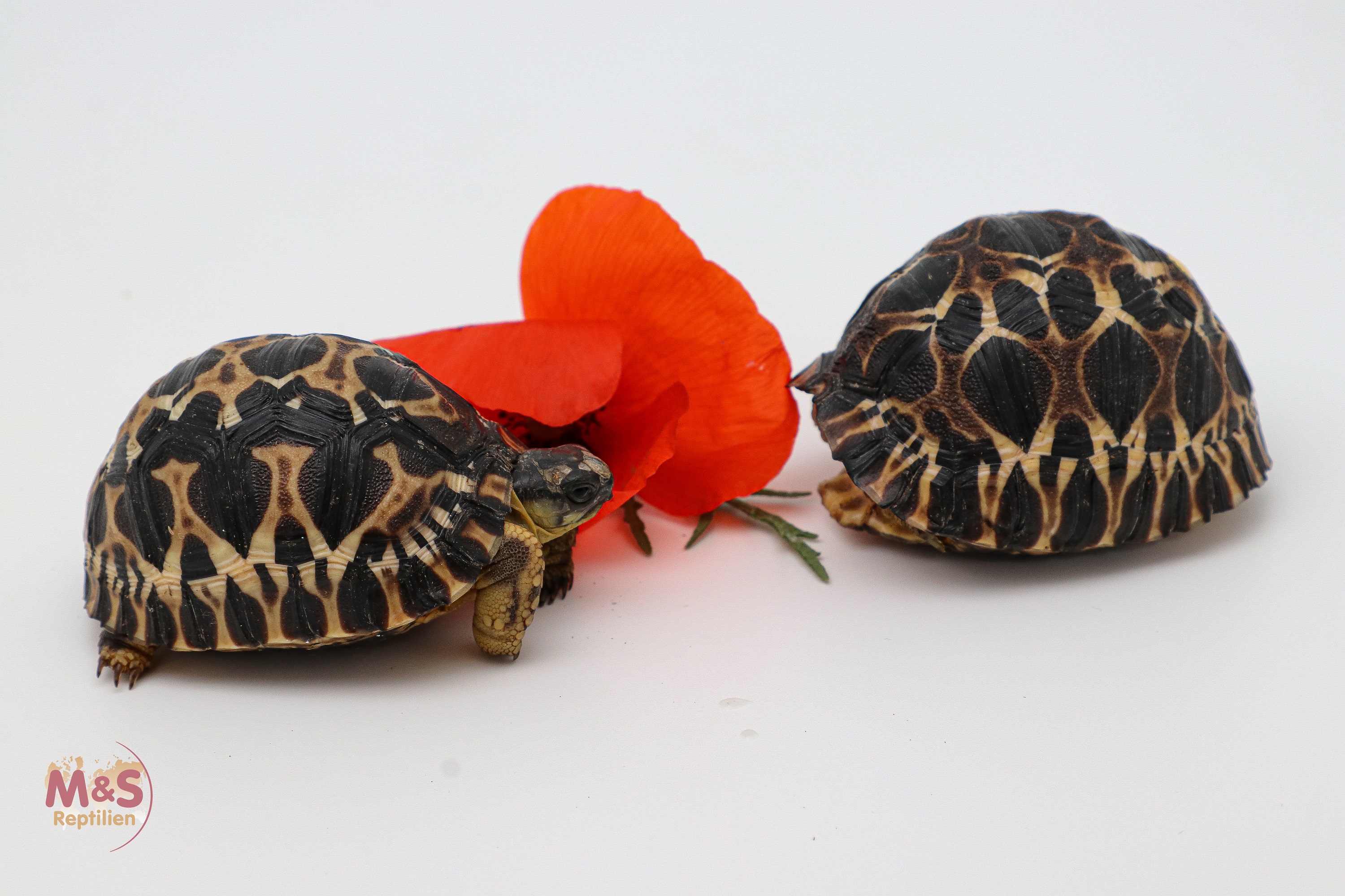 Strahlenschildkröte NZ´24 (small) Astrochelys radiata