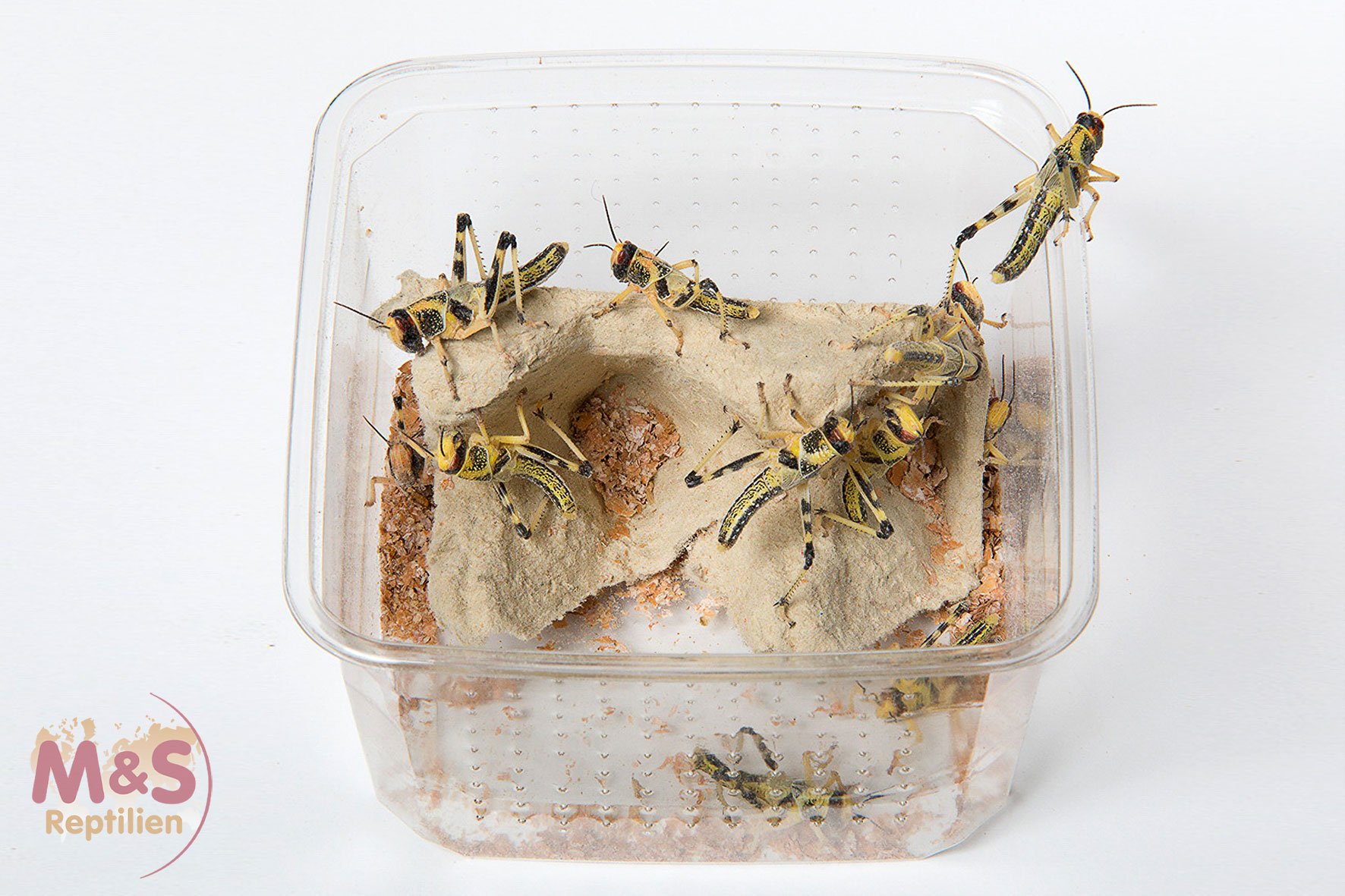 Wüstenheuschrecken mittel (Schistocerca gregaria) Futterinsekten