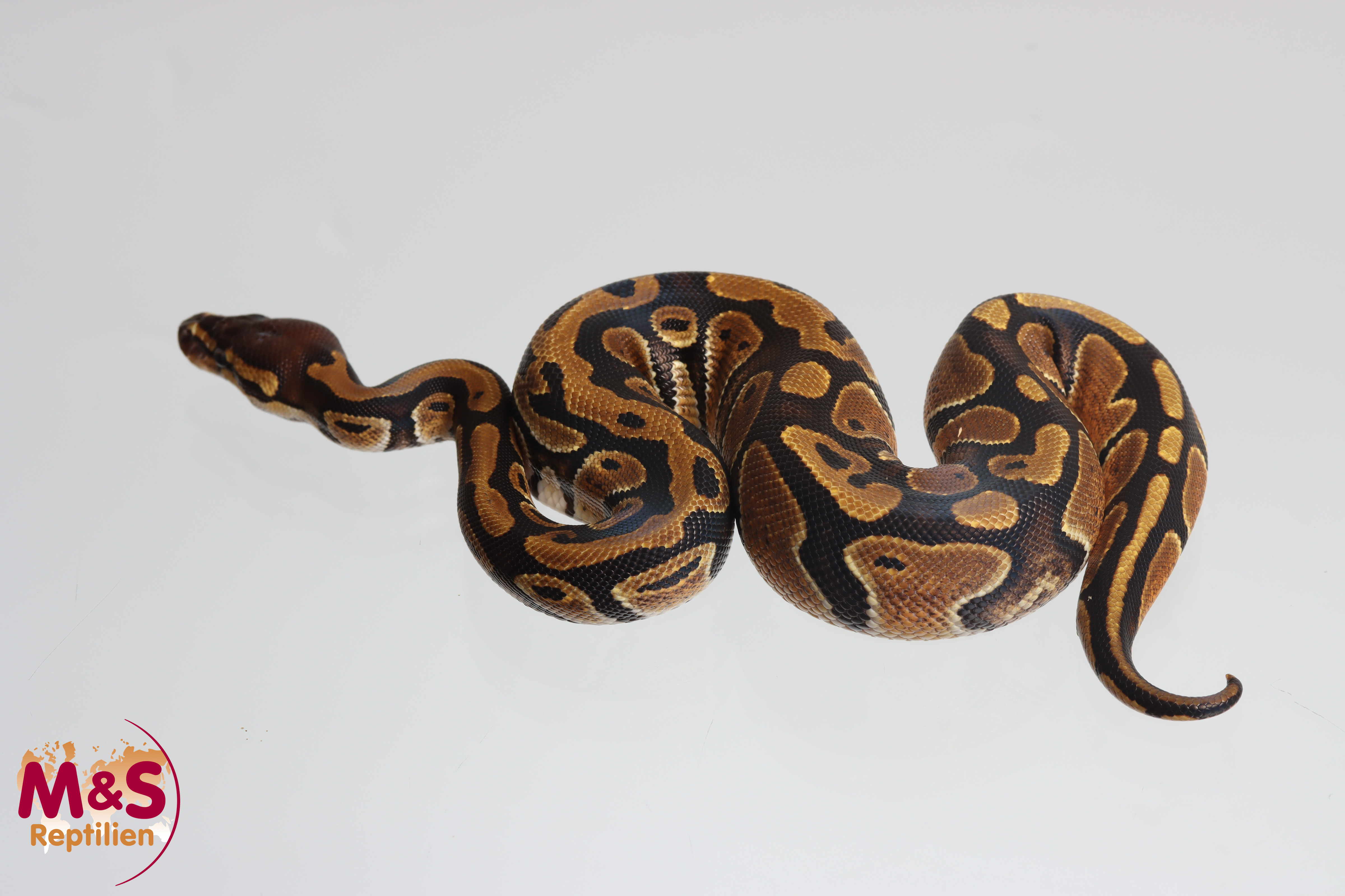0.1 (Female) Classic DH Clown Piebald Königspython NZ´M&S´25 Python regius