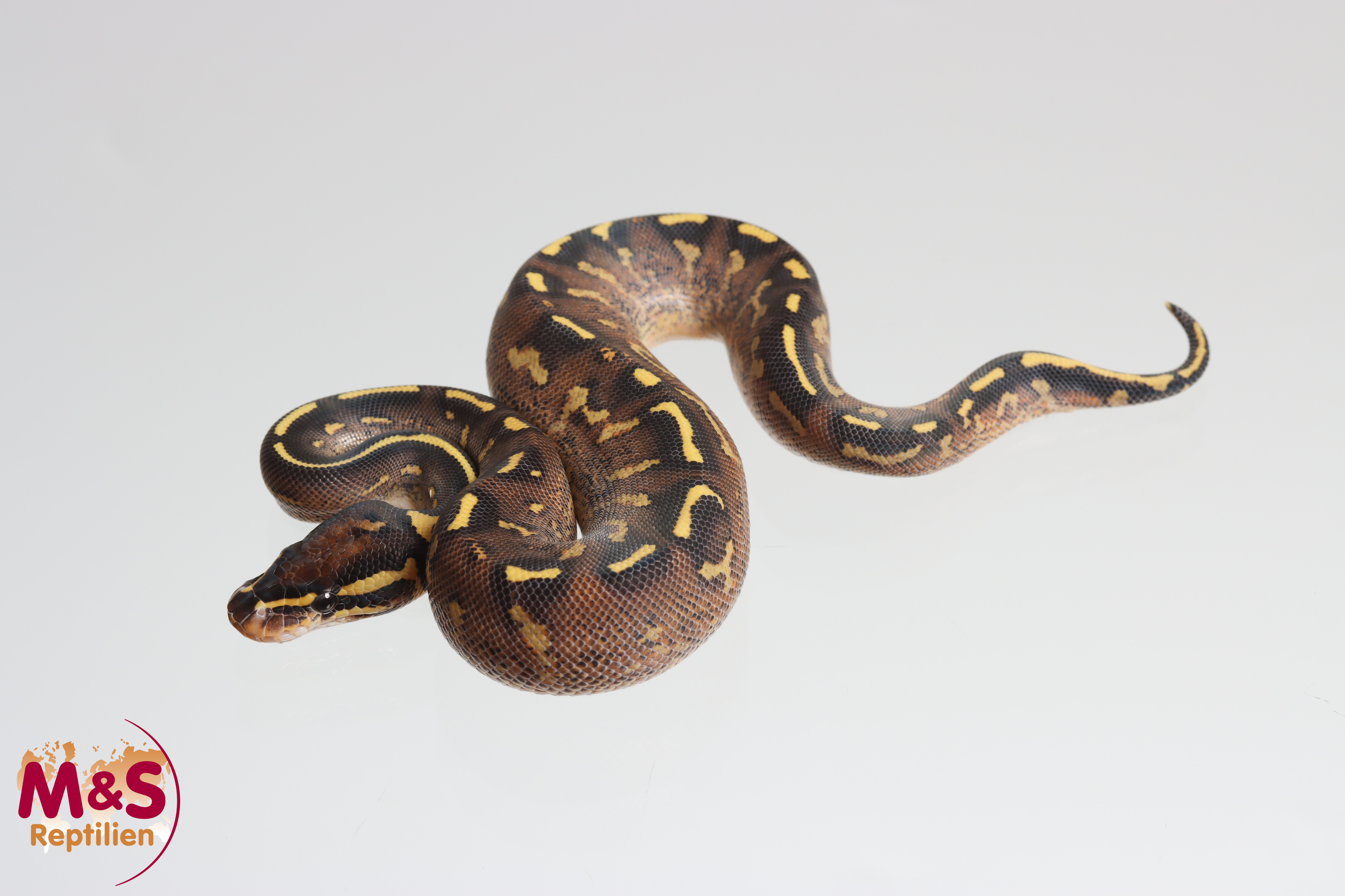 1.0 (Male) Super Gravel Königspython NZ´M&S´25 Python regius