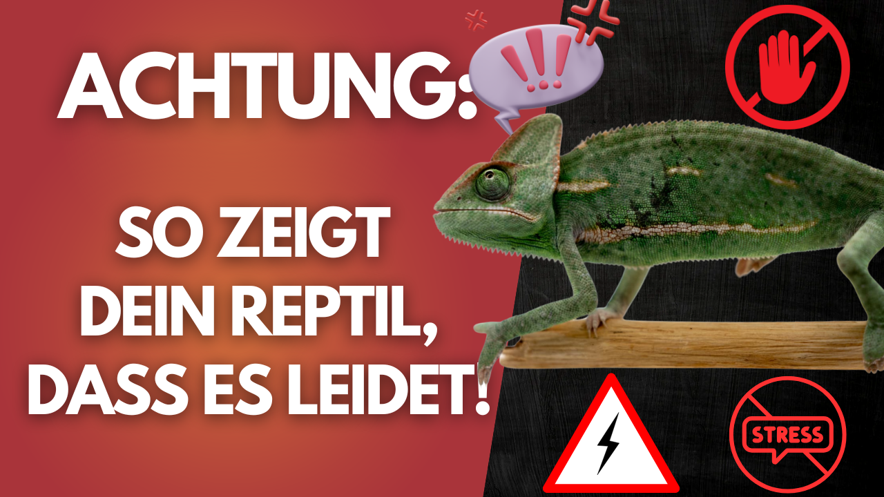 Diese Fehler im Terrarium machen dein Reptil krank!