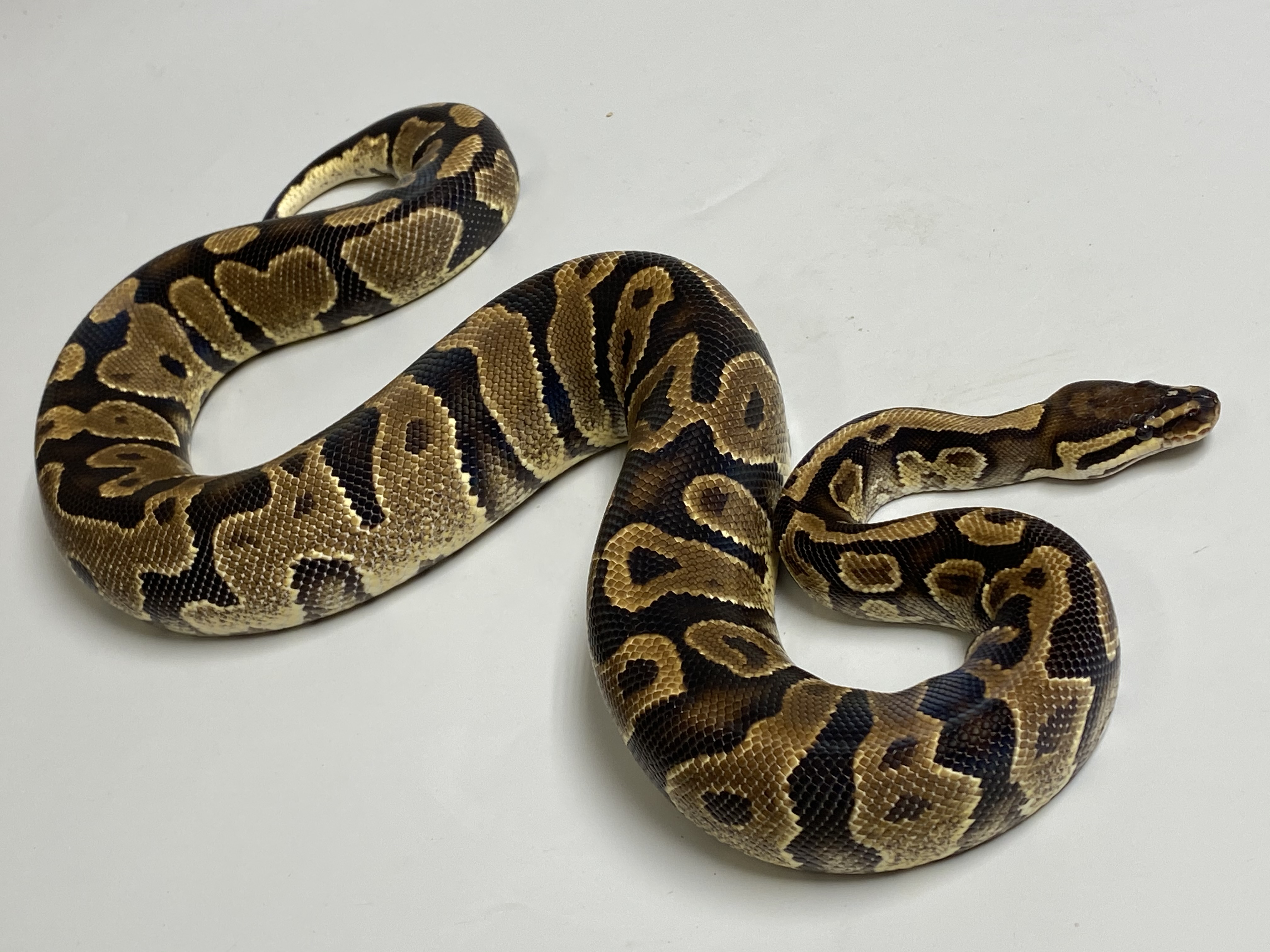 0.1 (Female)  Phantom poss.Gravel Königspython NZ´M&S´17 Python regius