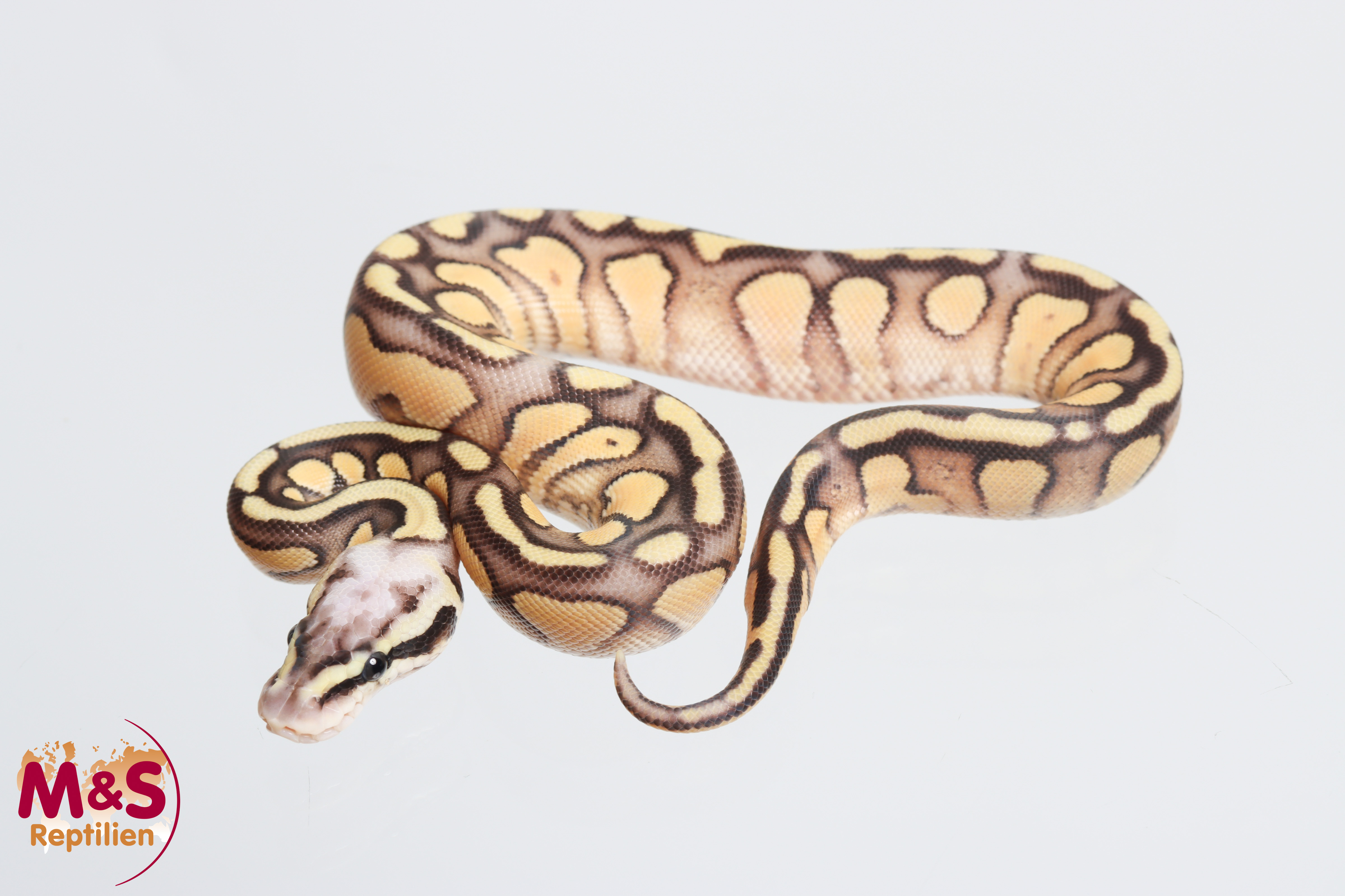 0.1 (Female) Super Pastel Königspython NZ' M&S 26 Python regius