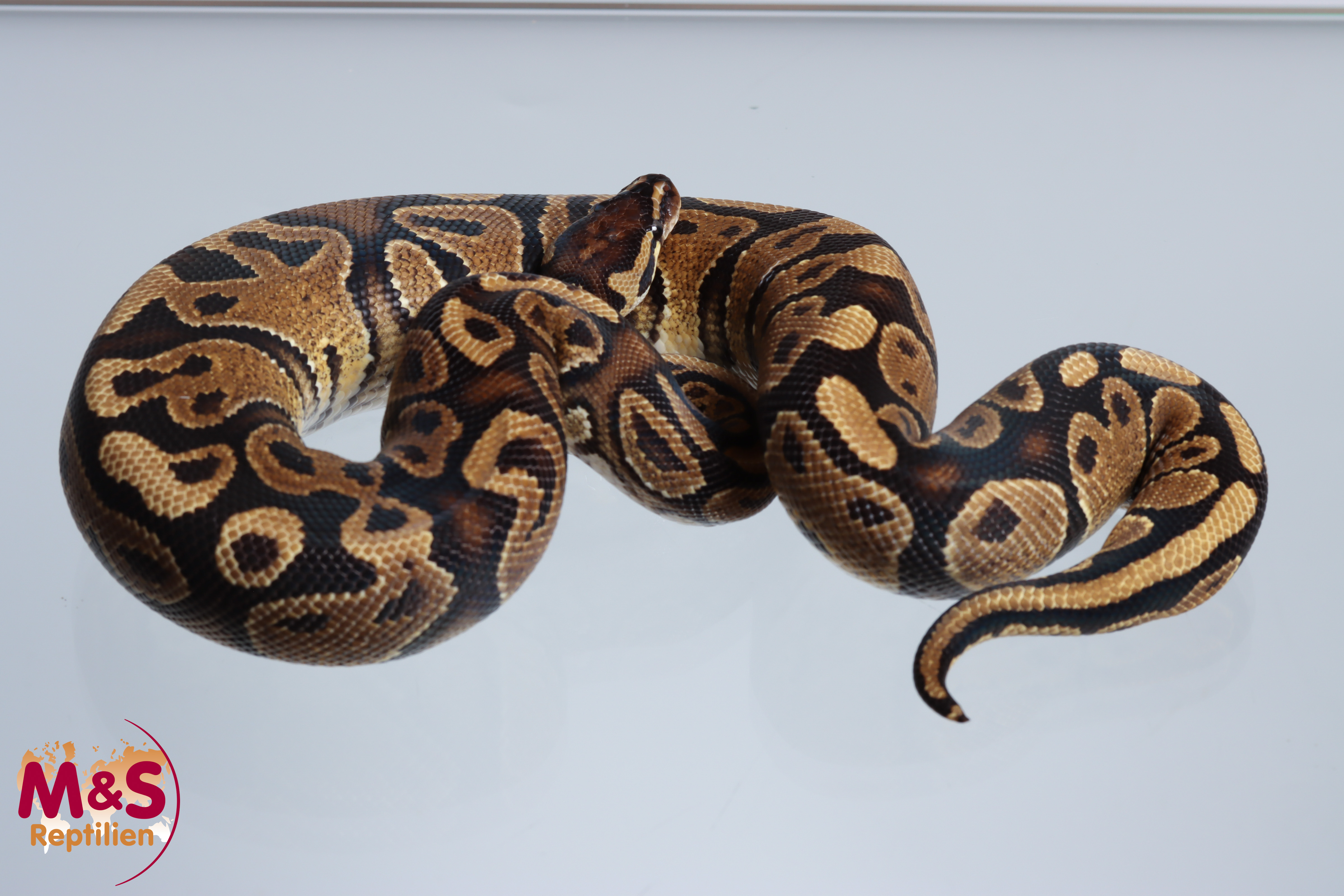 0.1 (Female) Gravel Königspython NZ´M&S´23 Python regius