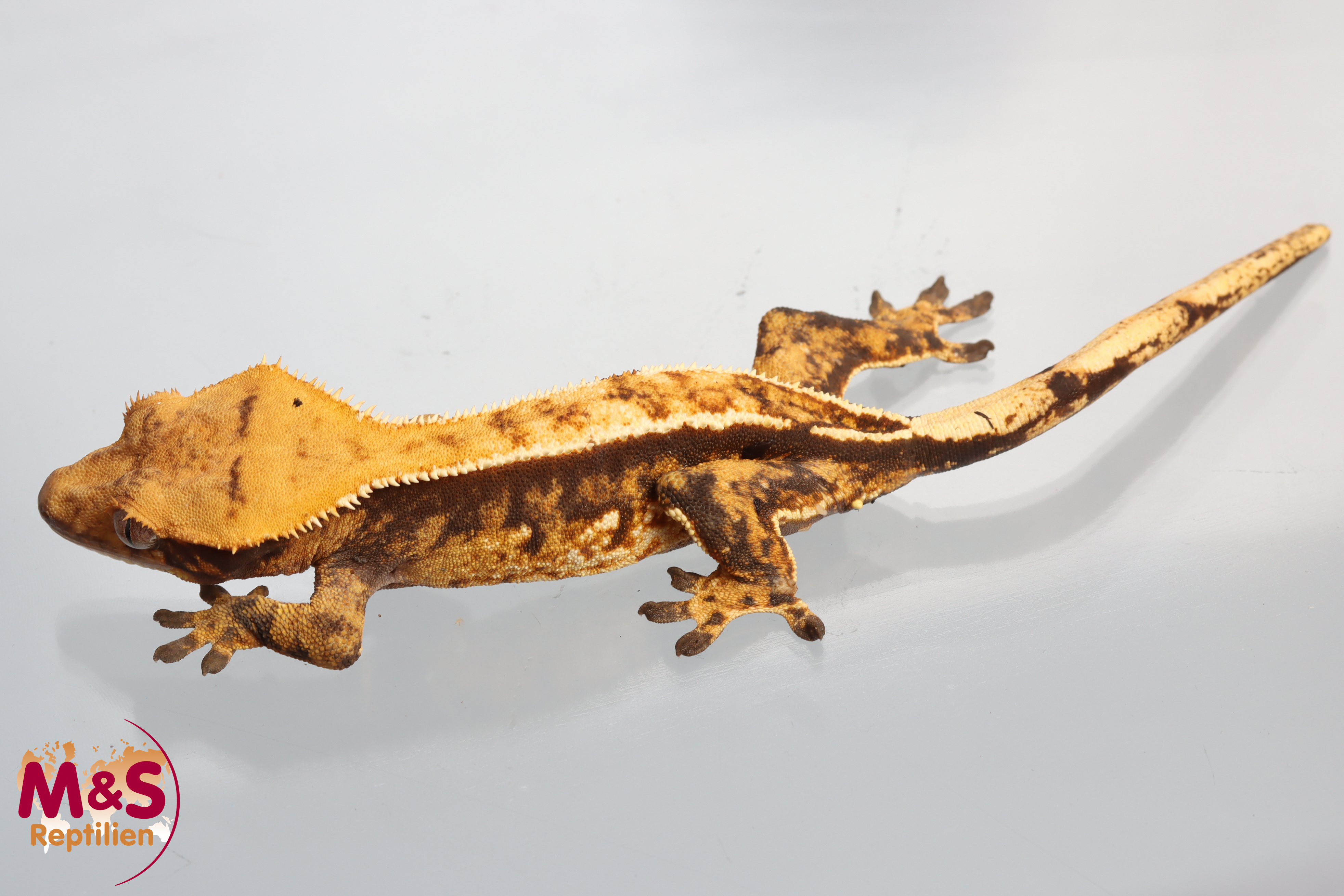 0.1 (Female) Tricolor Pinstripe Kronengecko (adult) NZ´24 Correlophus ciliatus (Originalbild)