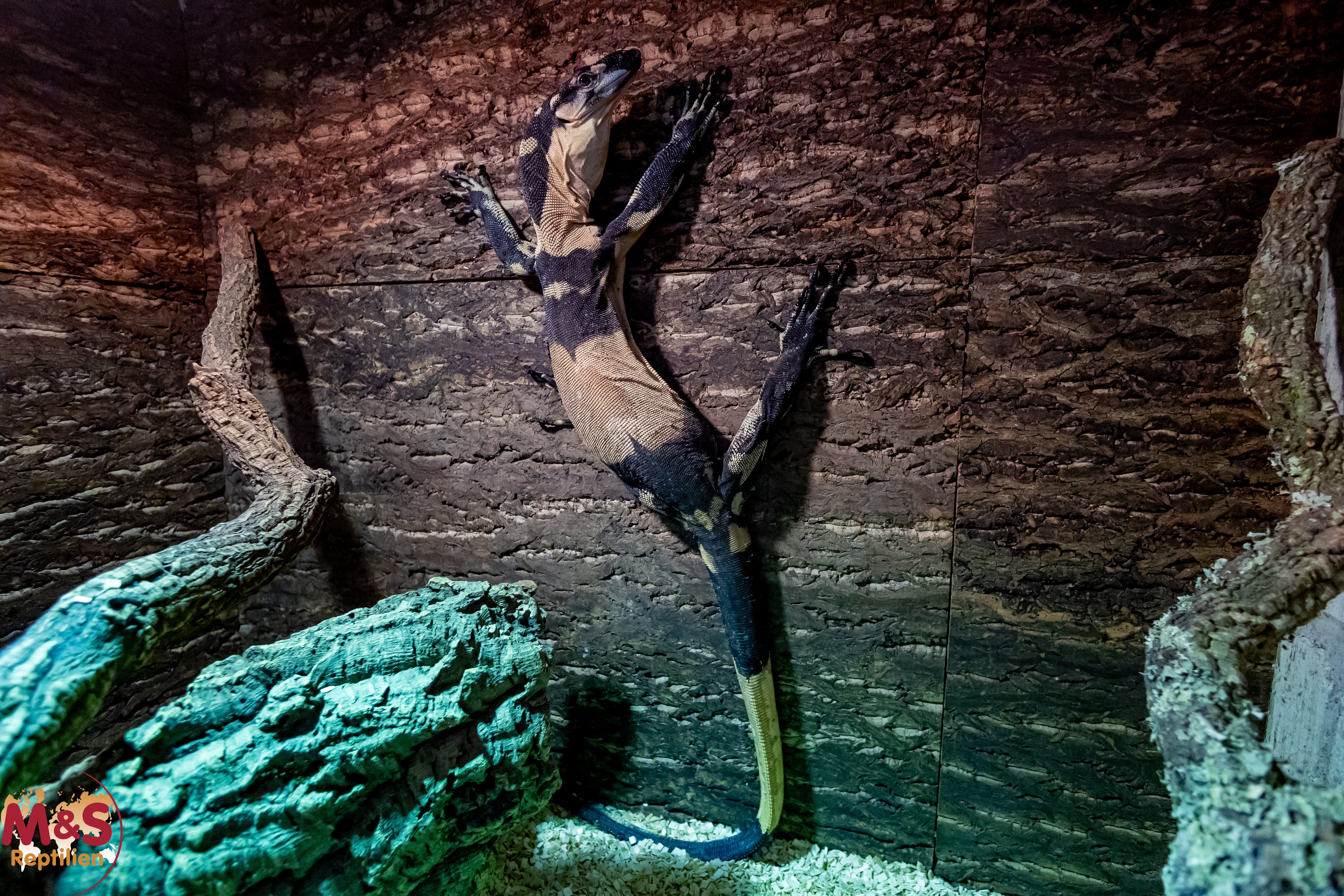 1.0 (Male) Buntwaran (ca. 150cm) Varanus varius NZ´22 Bells Phase