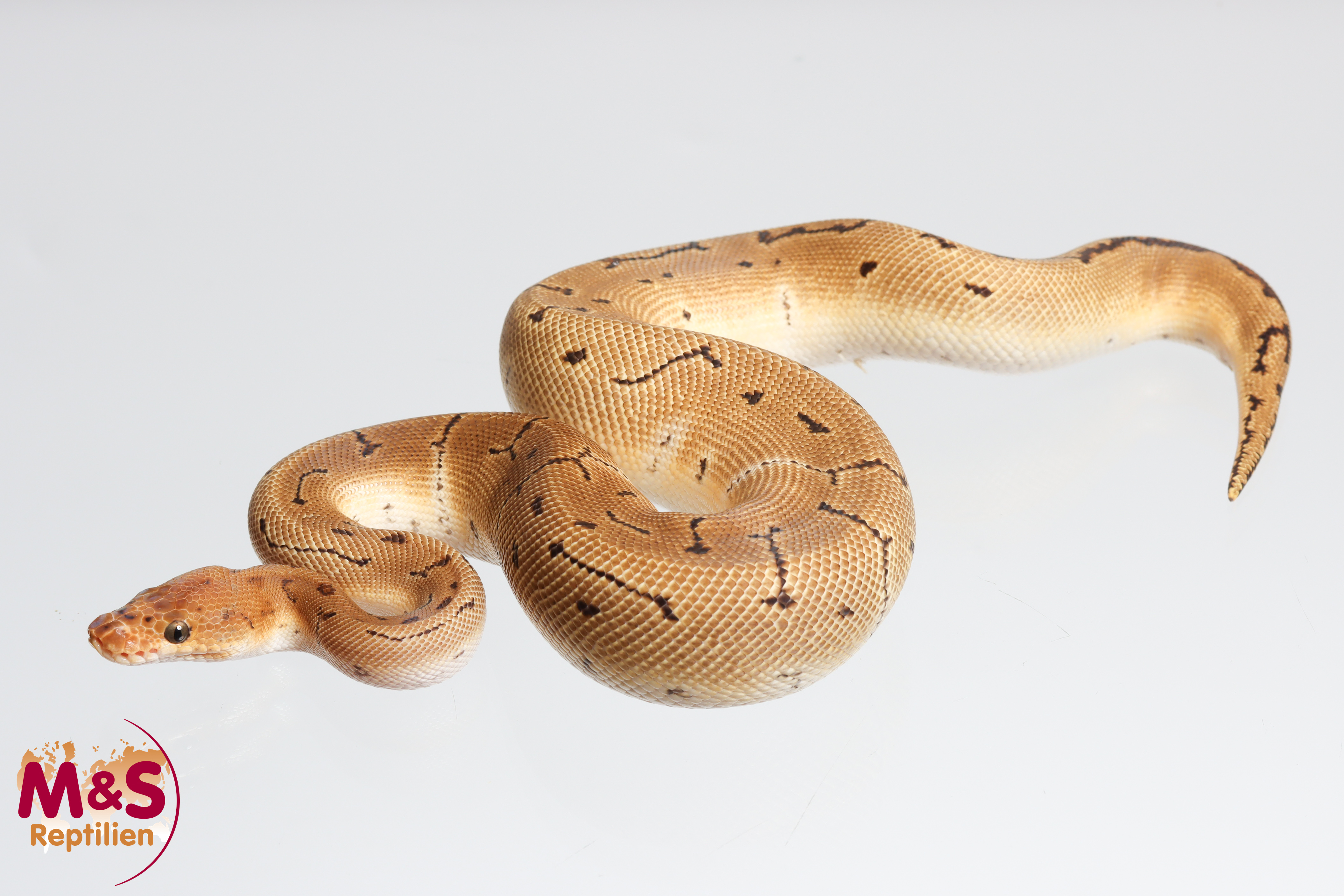 1.0 (Male) Clown-Pinstripe 100% het Desert Ghost Königspython DNZ´M&S´25 Python regius