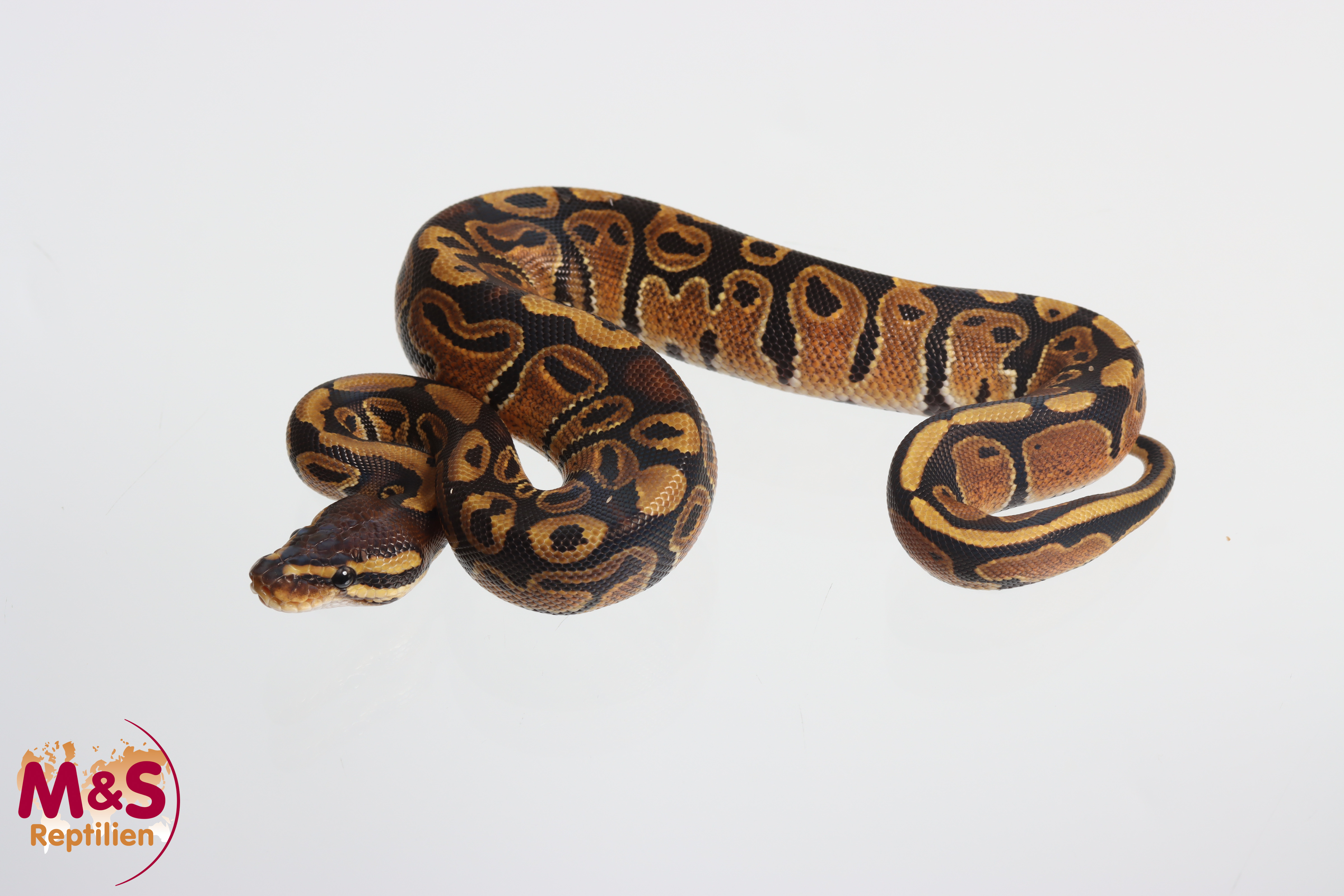 1.0 (Male) 100 % hetero Sunset 50% poss. het. Piebald Königspython NZ'M&S'25 Python regius