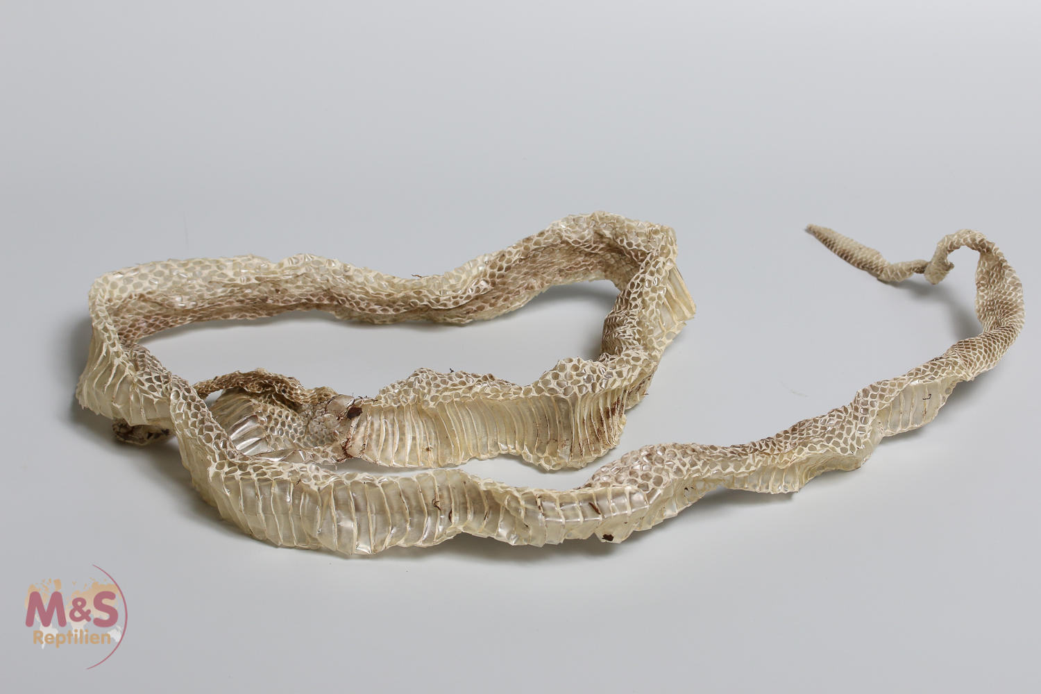 Schlangenhäute (Natternhemden) für Schulen, Kindergärten, Künstler