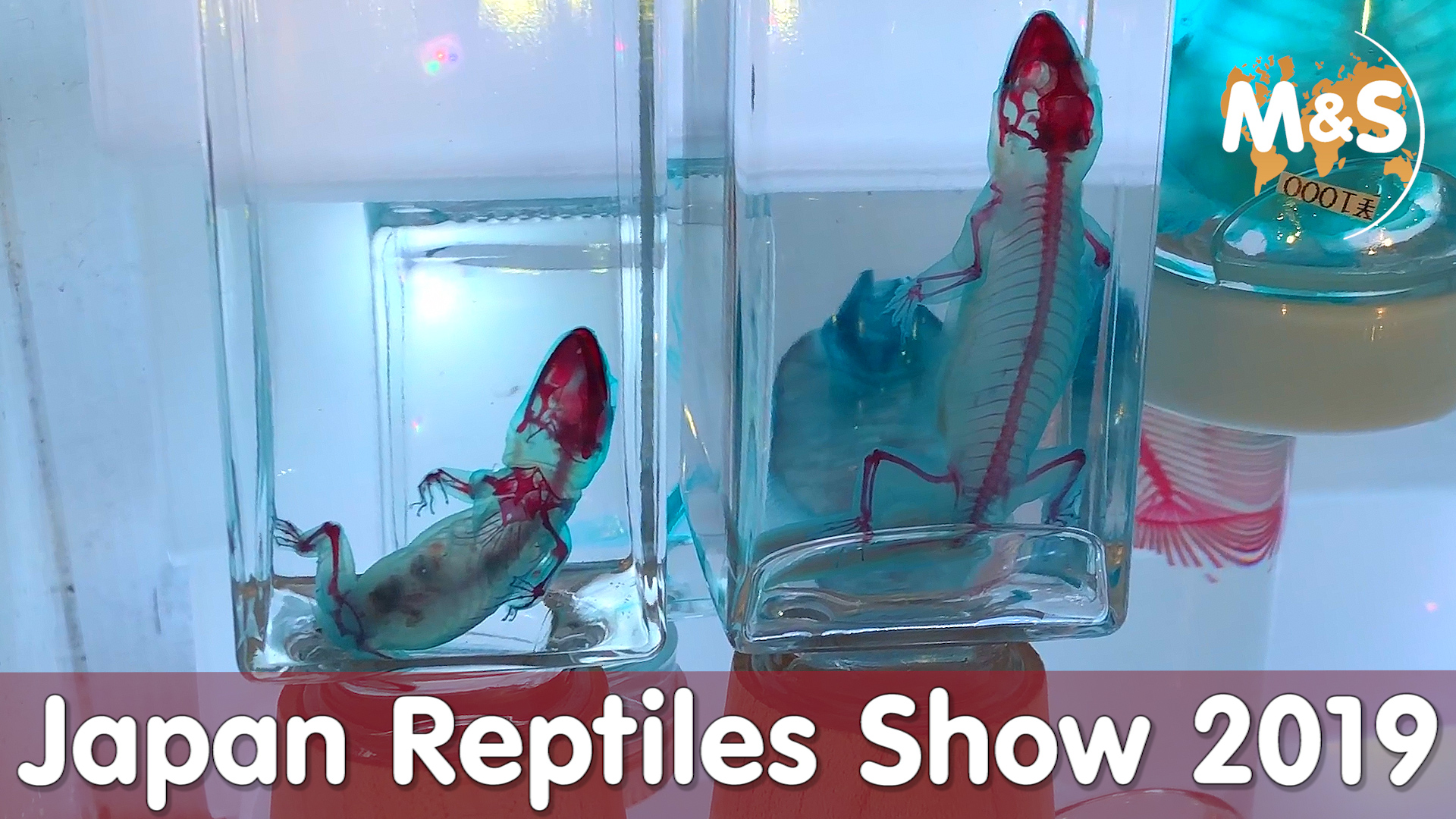 Seltene Reptilien entdeckt | Japan Reptiles Show 2019 | Reptil TV