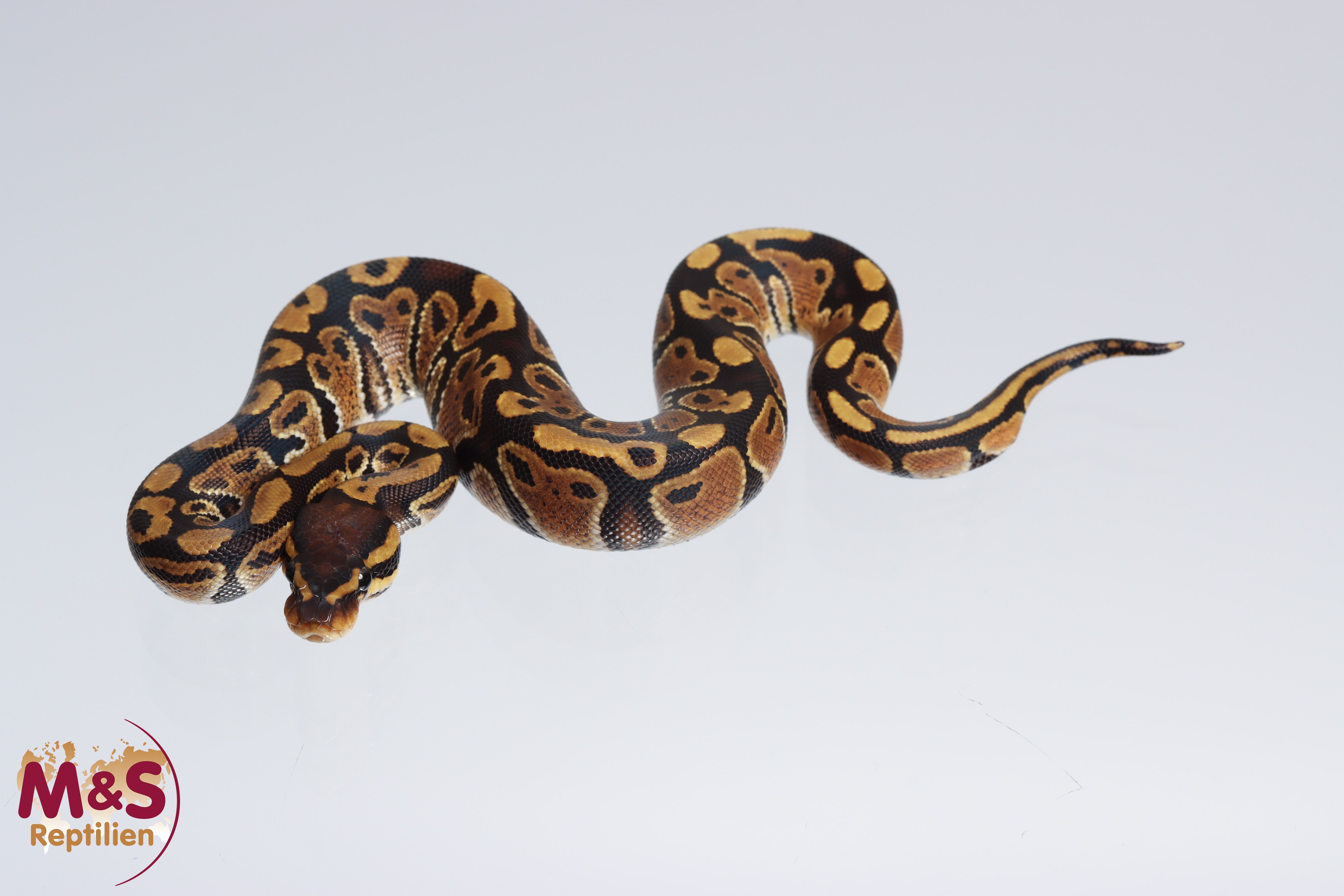 0.1 (Female) 66% poss. triple het. Albino - Sunset - Ultramel Königspython NZ´M&S´22 Python regius