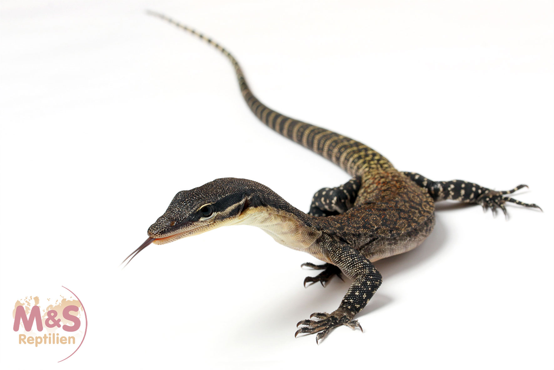 Glauerts Felsenwaran NZ'25 (ca. 30 cm Gesamtlänge) Varanus glauerti (Symbolbild)